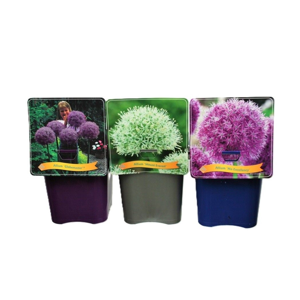 Allium mix laag C5, D 21