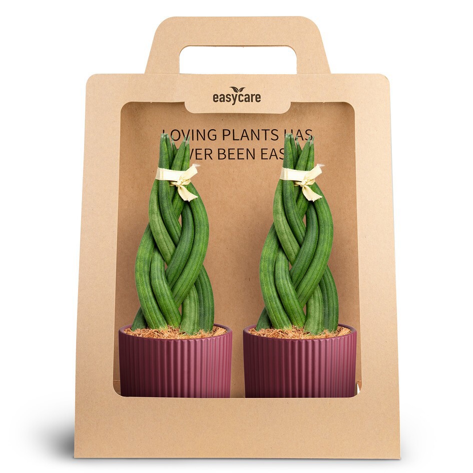 SANSEVIERIA 30990016 2-Pack Nordic Aubergi, D 10