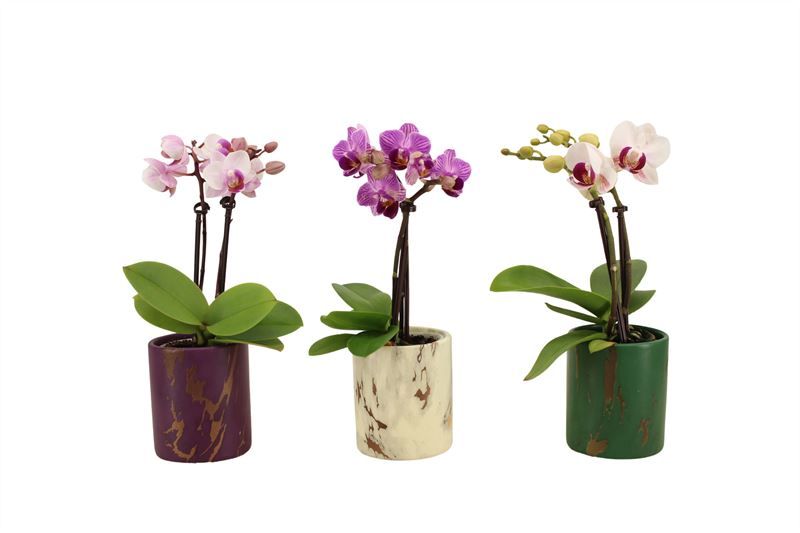 Levi p06 mix Tiny Dolls mix 2T10+ Aqu@, D 6