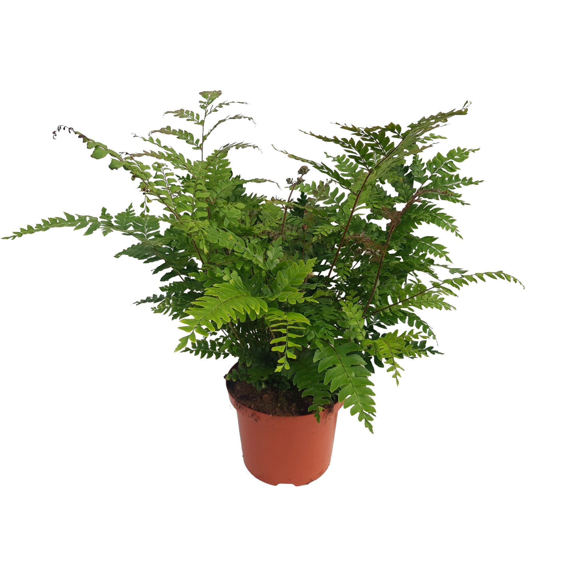 Didymochlaena Truncatula (Mahogany Fern), D 24