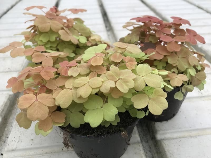 OXALIS VULCANICOLA 'SUNSET VELVET', D 10