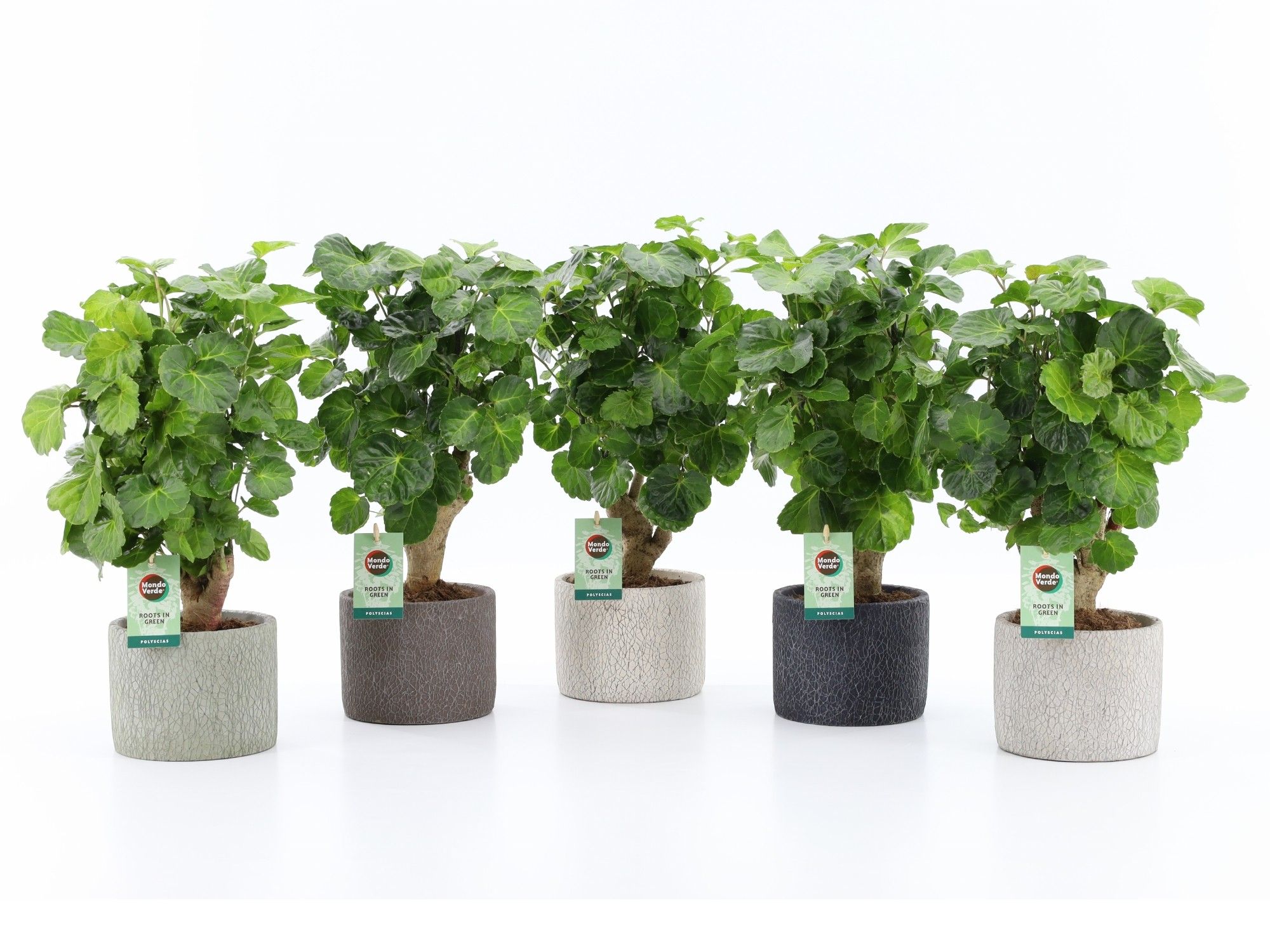 Polyscias Green Lemon in Classic Stone, D 14