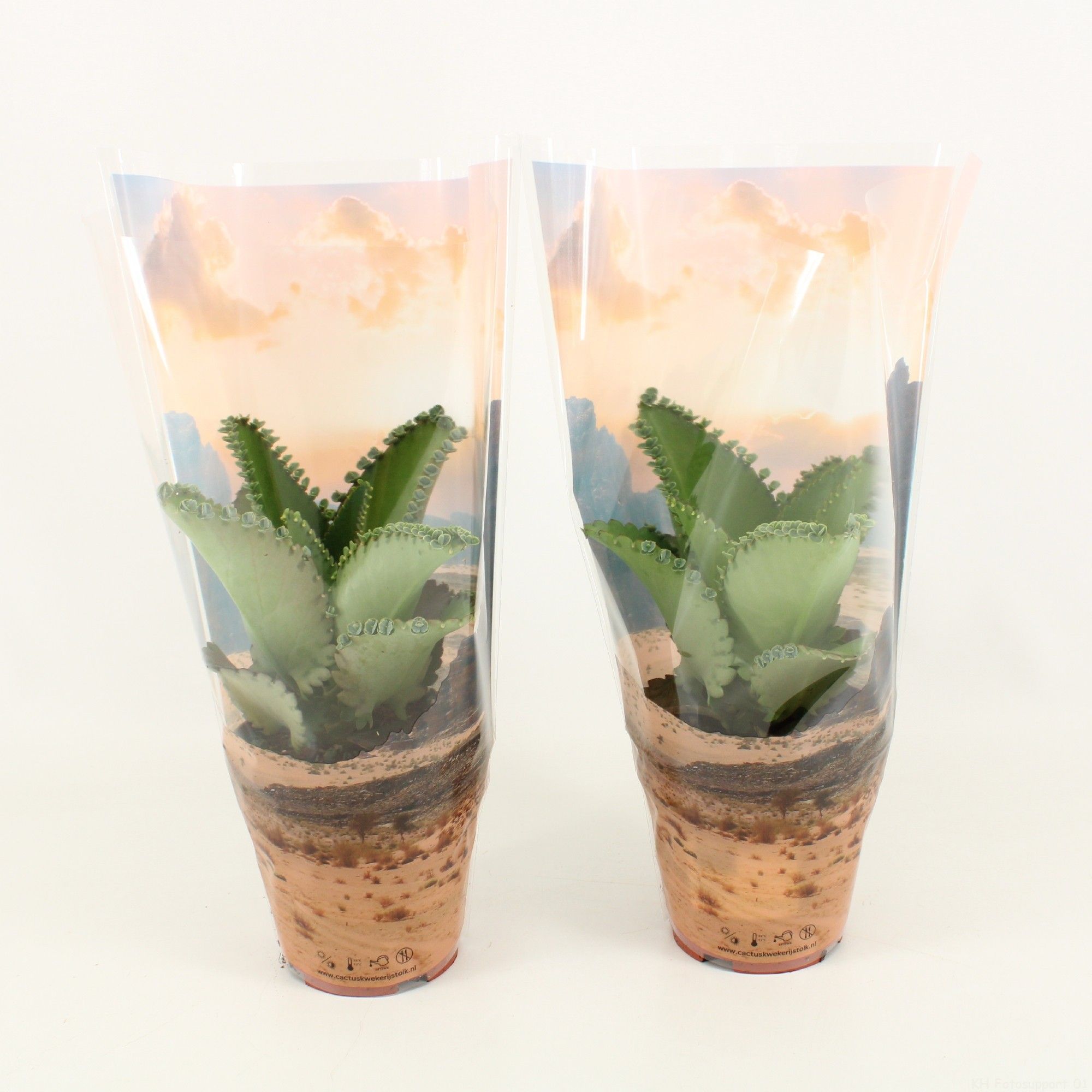 Kalanchoe Daigremontiana in Desert sierhoes, D 12