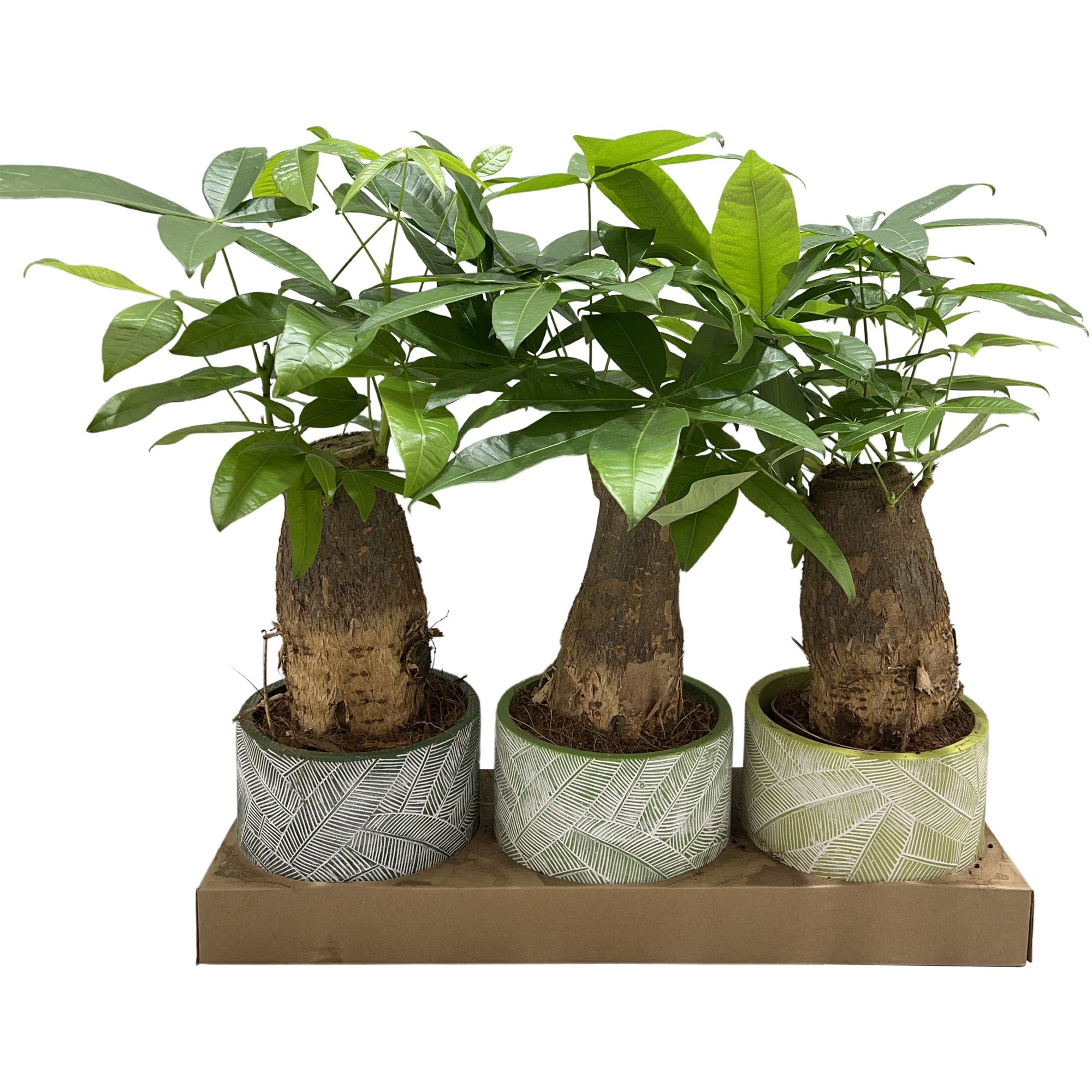 Pachira trunk in junglepot met bladmotief, D 16