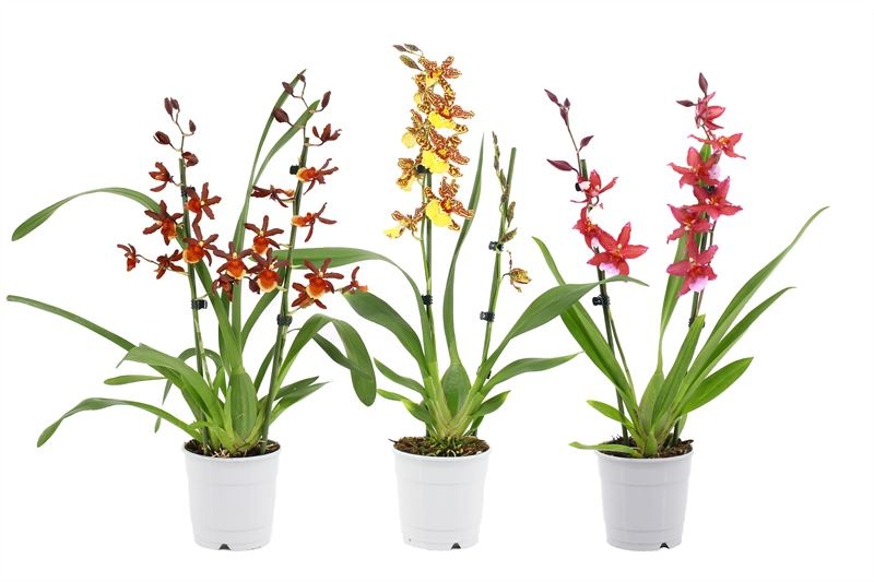 Cambria p12 mix 2T, D 12