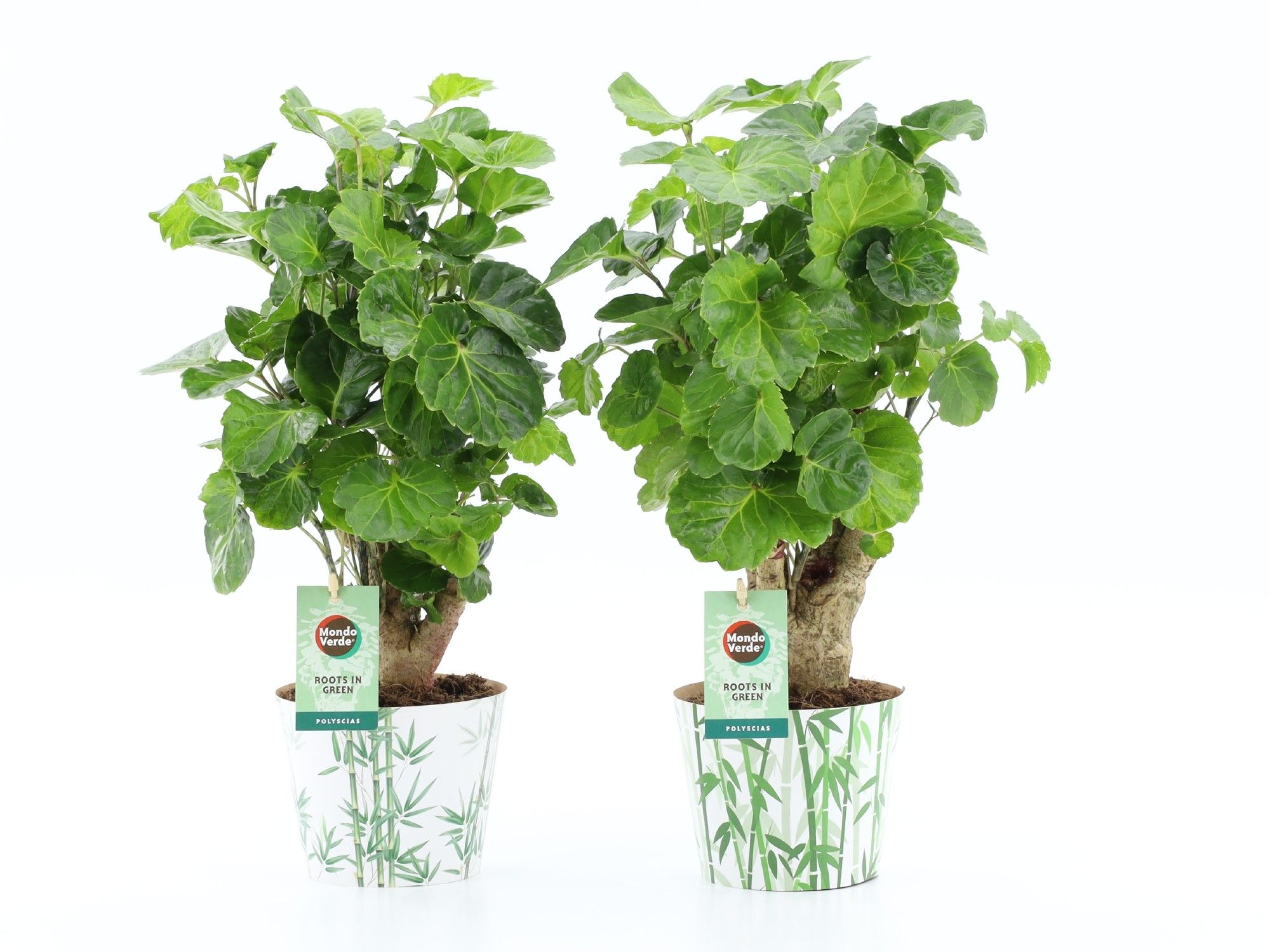 Polyscias Lemon in Potcover Bamboo, D 12