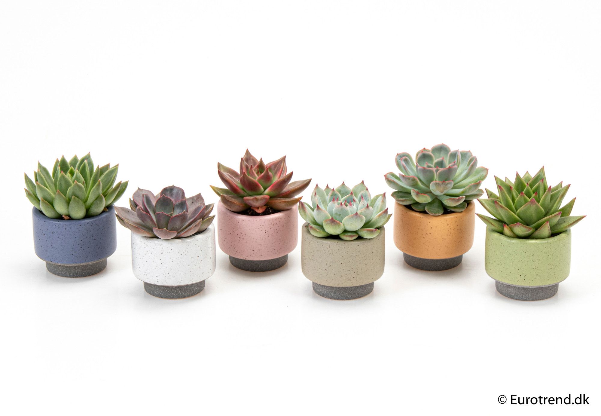 Echeveria mix in ceramic - New Look 2025, D 6