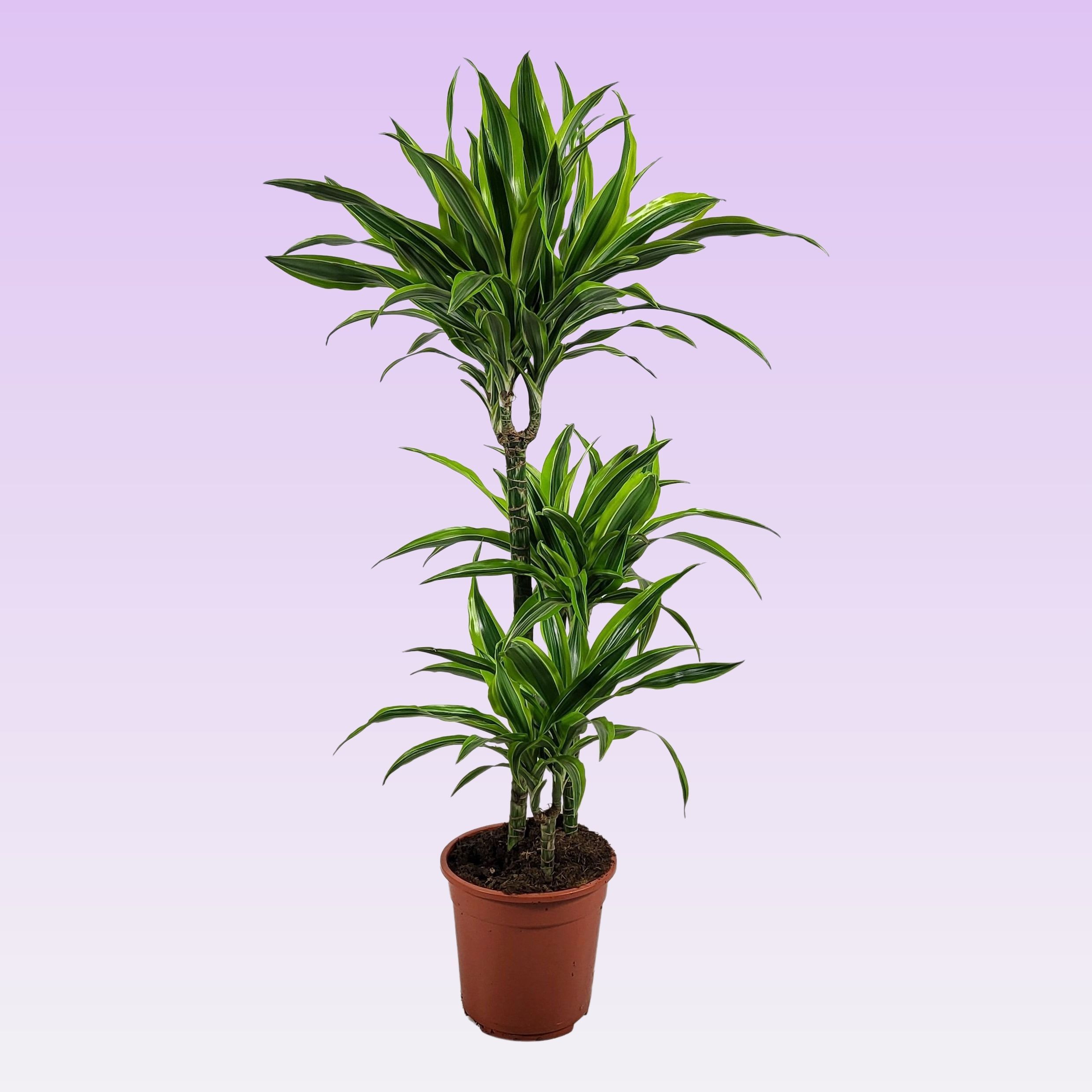 Dracaena Lemon lime 60-30-15 105cm, D 21