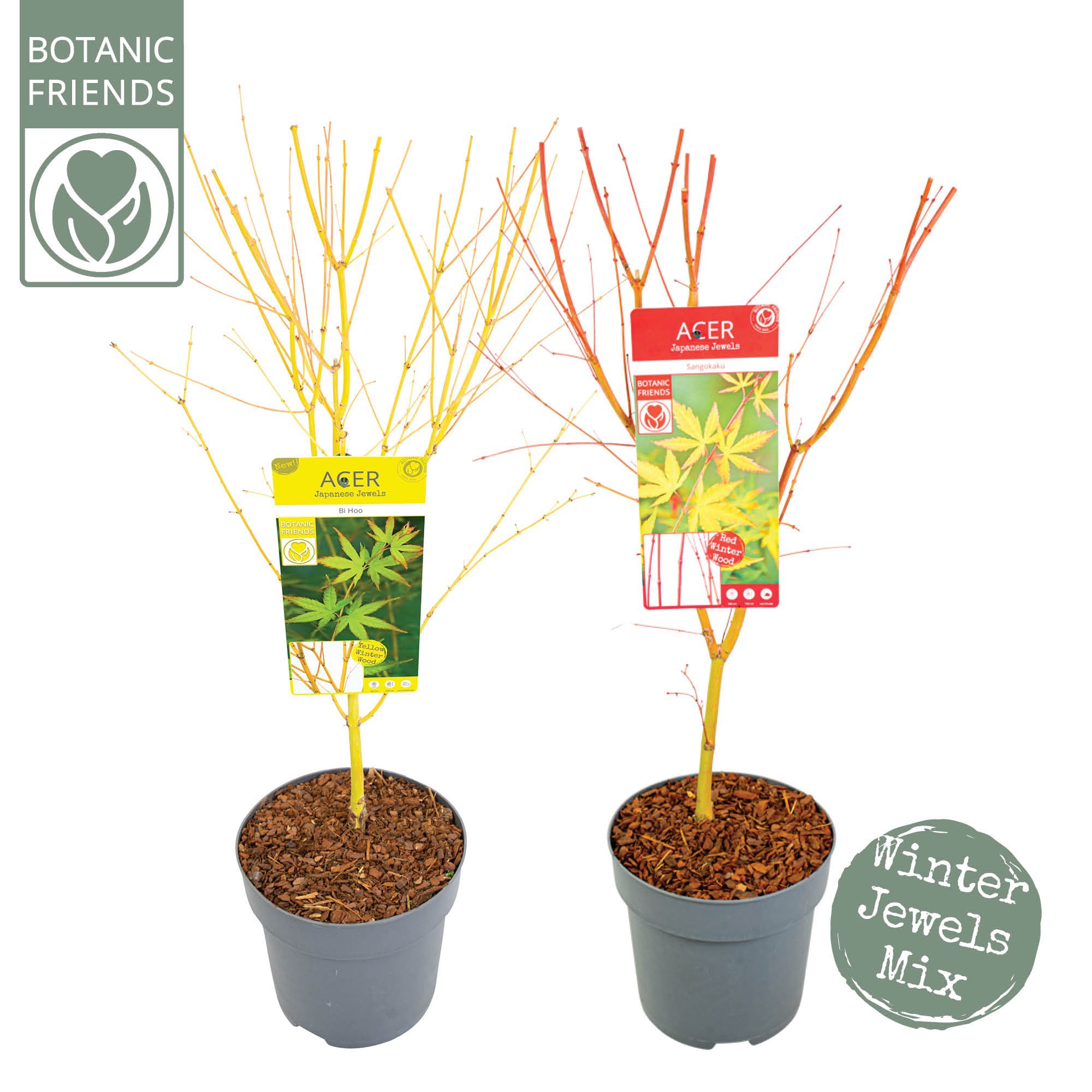 Acer palm. 'Winter Jewels' Mix, D 24