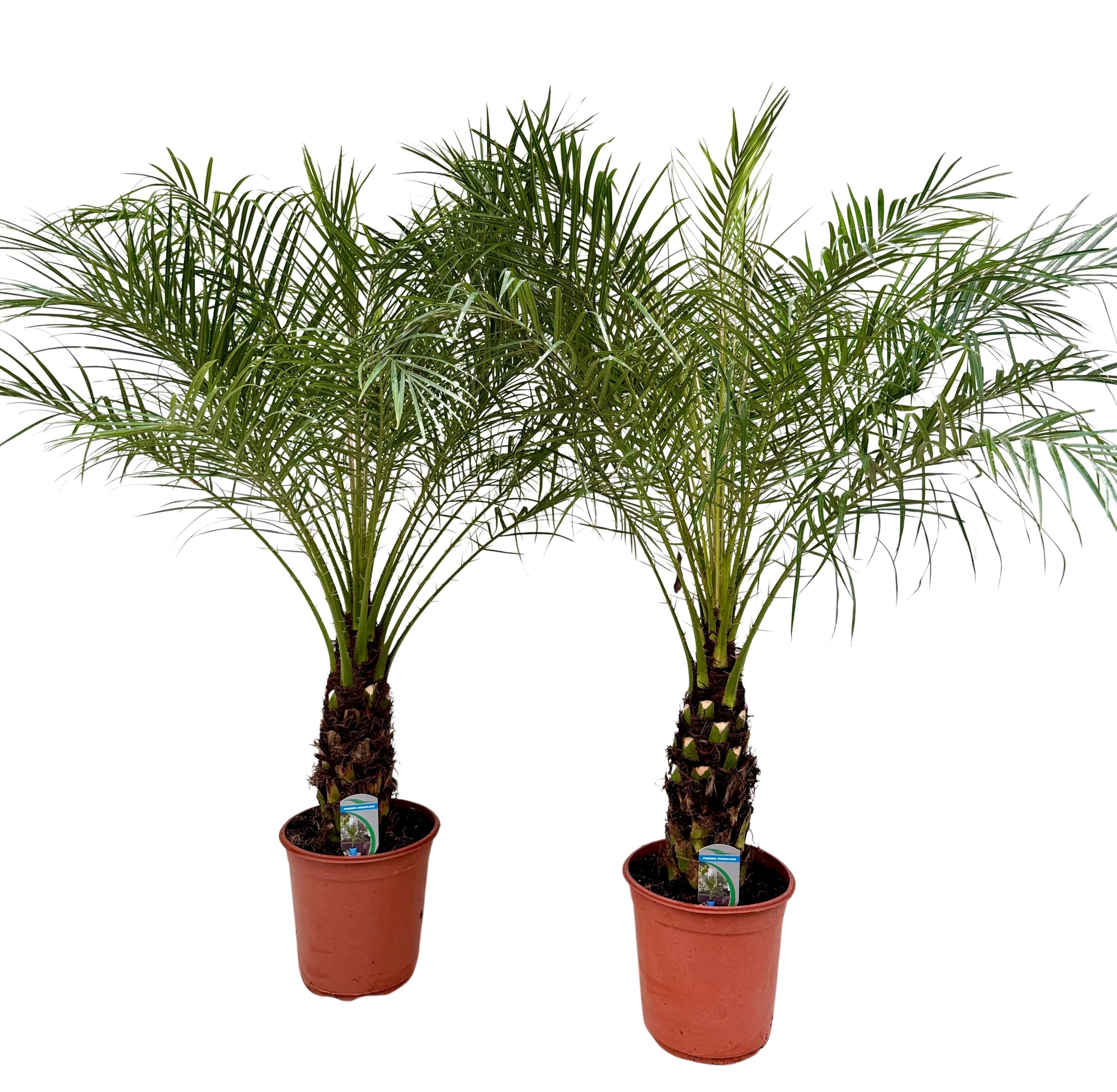 Phoenix roebelenii P24, D 24