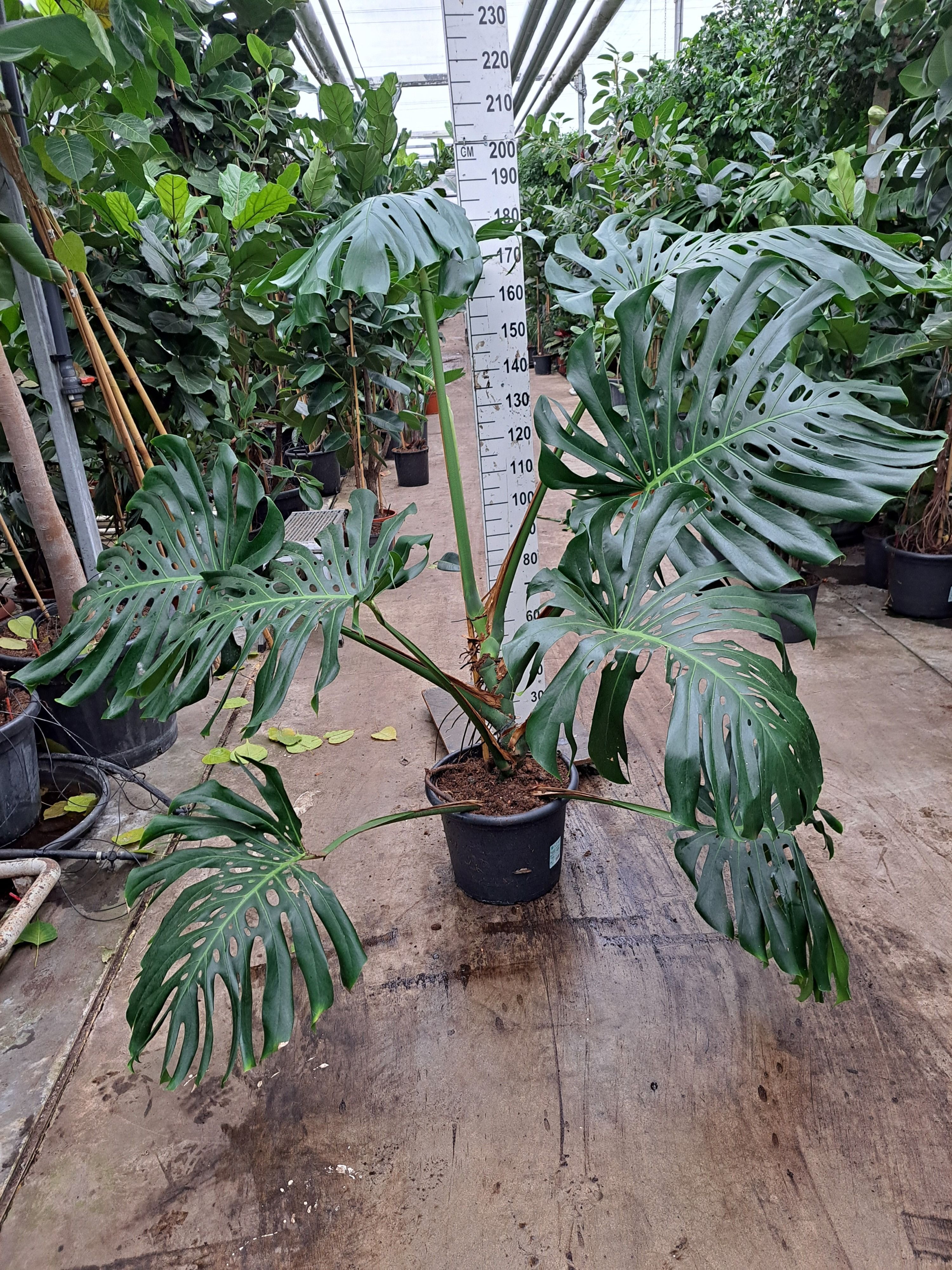 Monstera Deliciosa 180, D 35