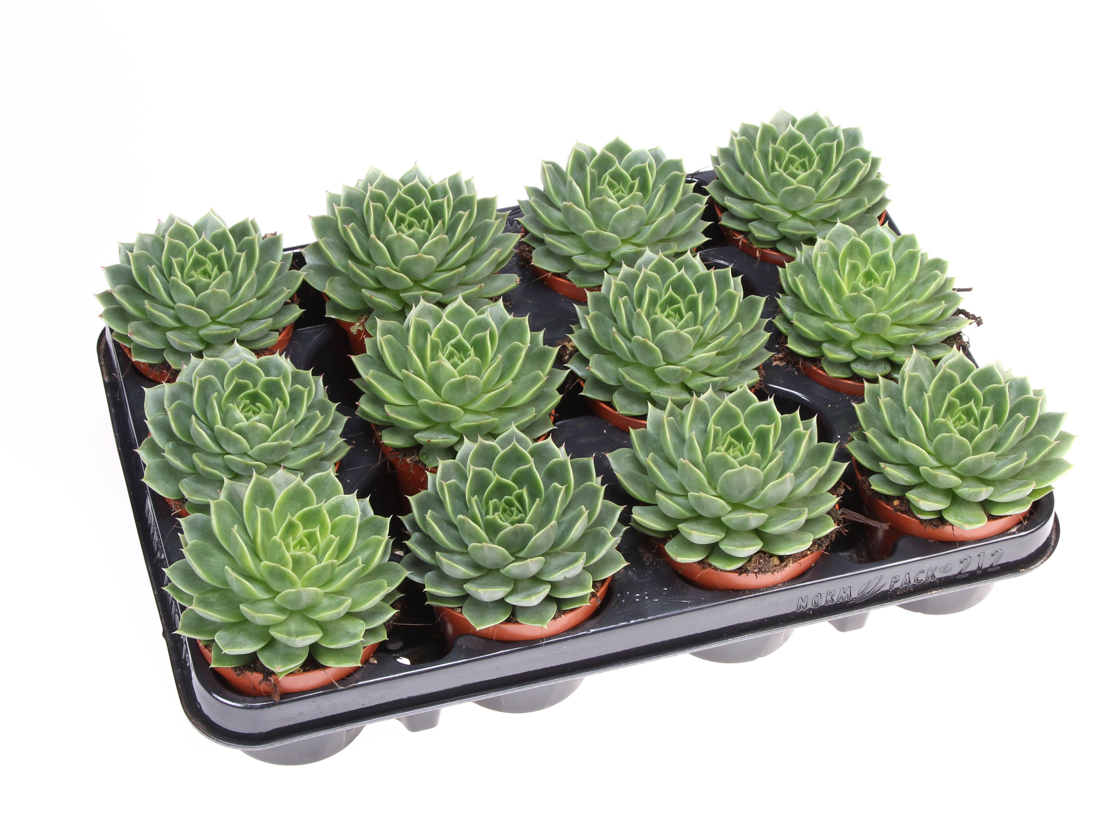 Echeveria miranda flat, D 8,5