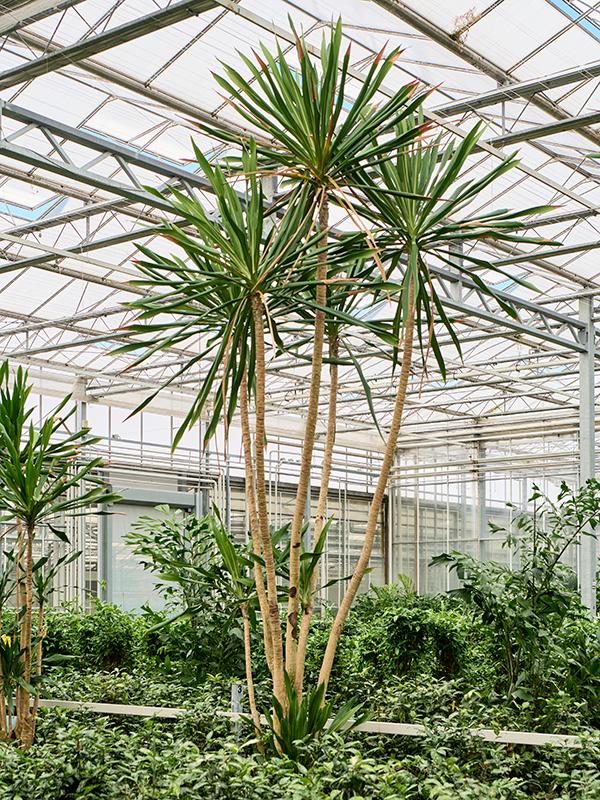 Dracaena gymea (500-550), D 80
