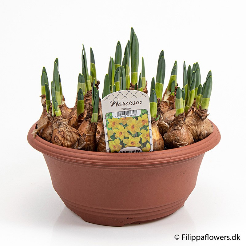 NARCISSUS INCOMPARABILIS 'CARLTON', D 27