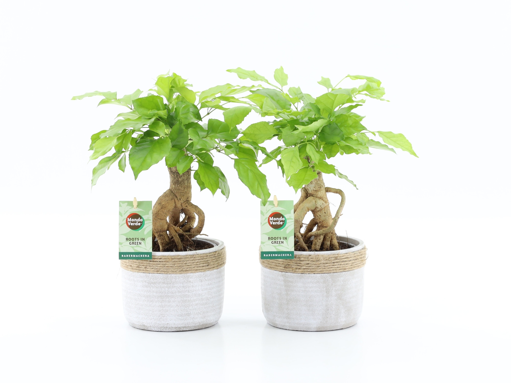 Radermachera Bonsai in Sturdy, D 14