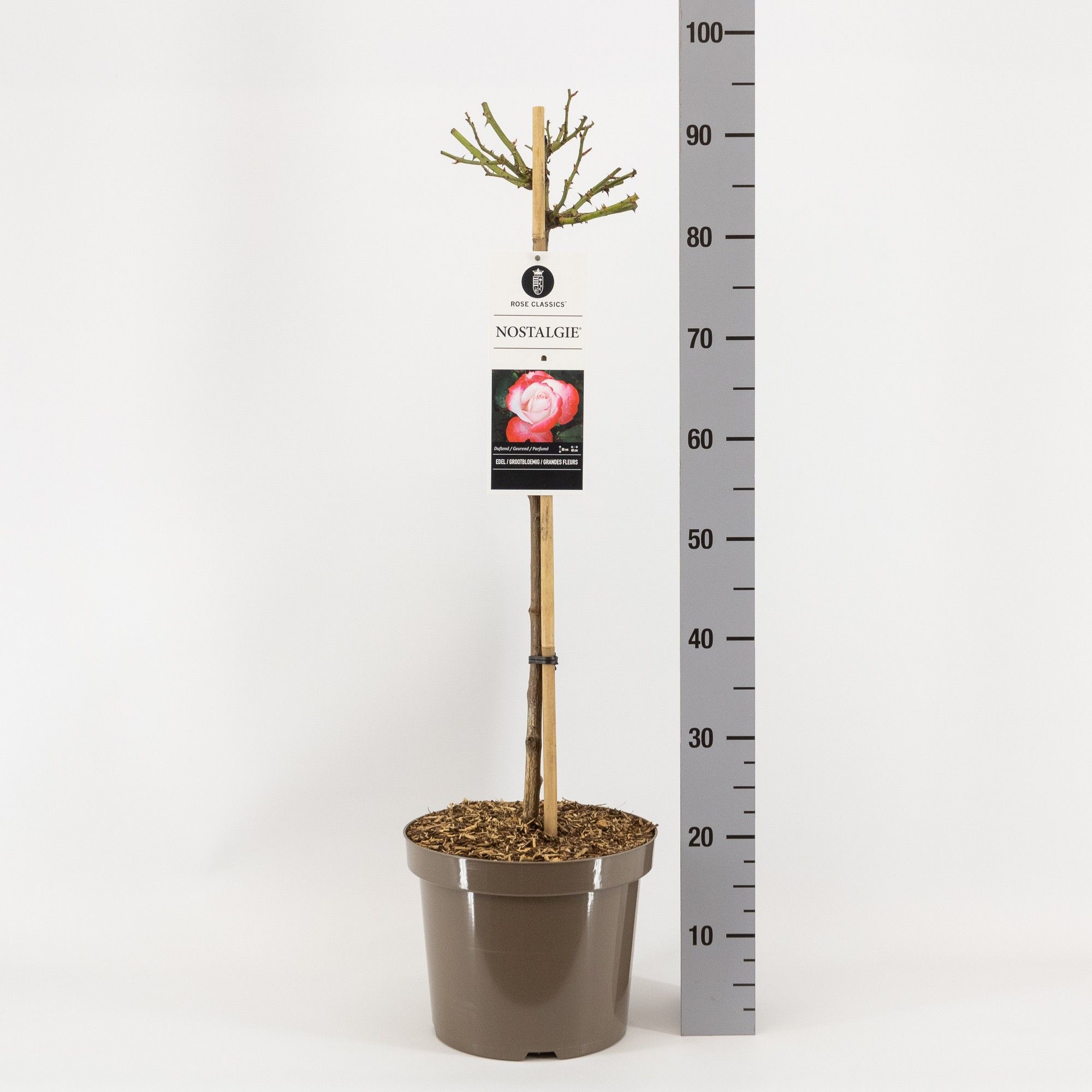 Rosa (TH) Nostalgie ®, stam 70, C7.5, D 26