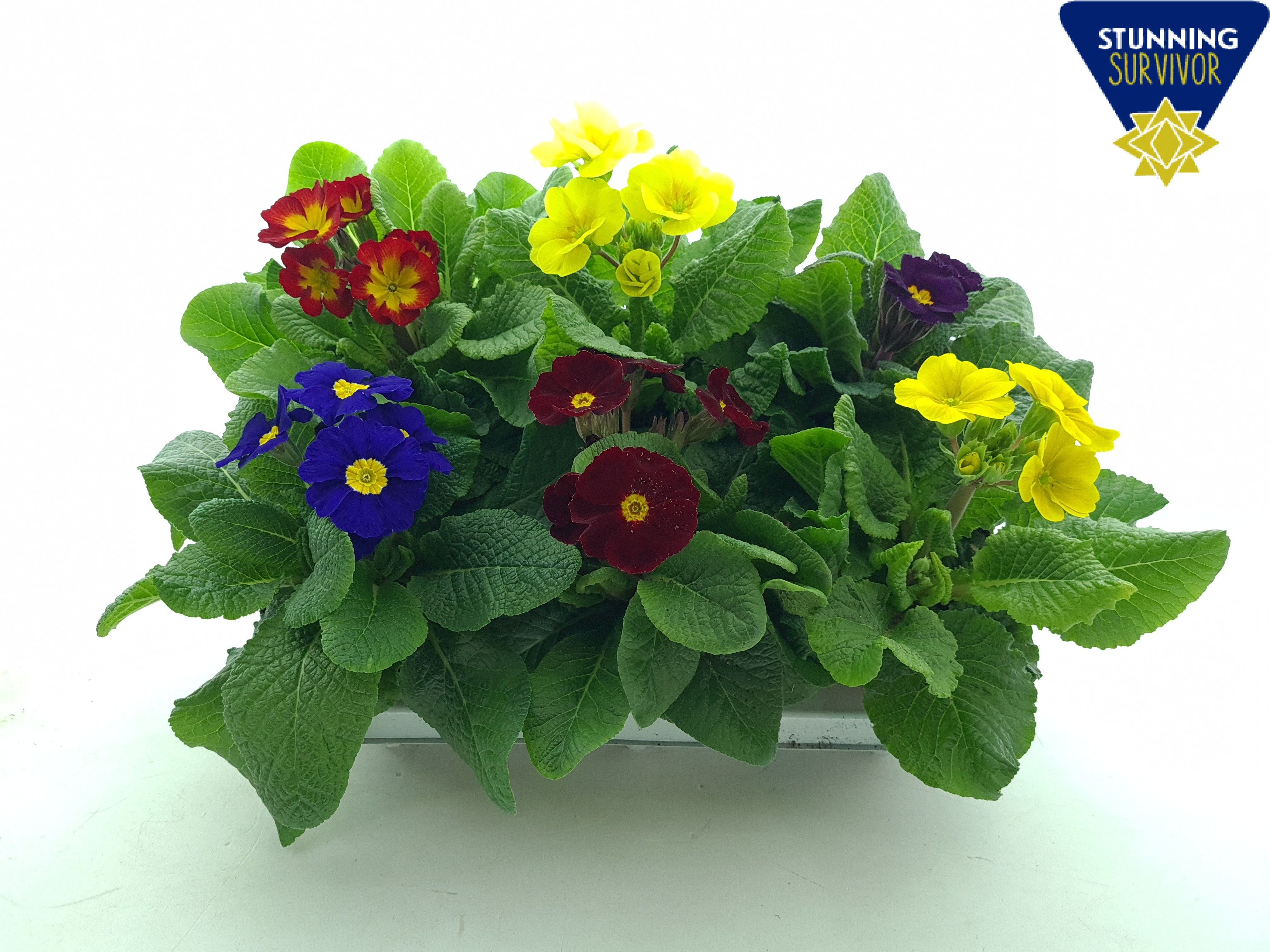 Primula elatior mix (KAR) P12, D 12
