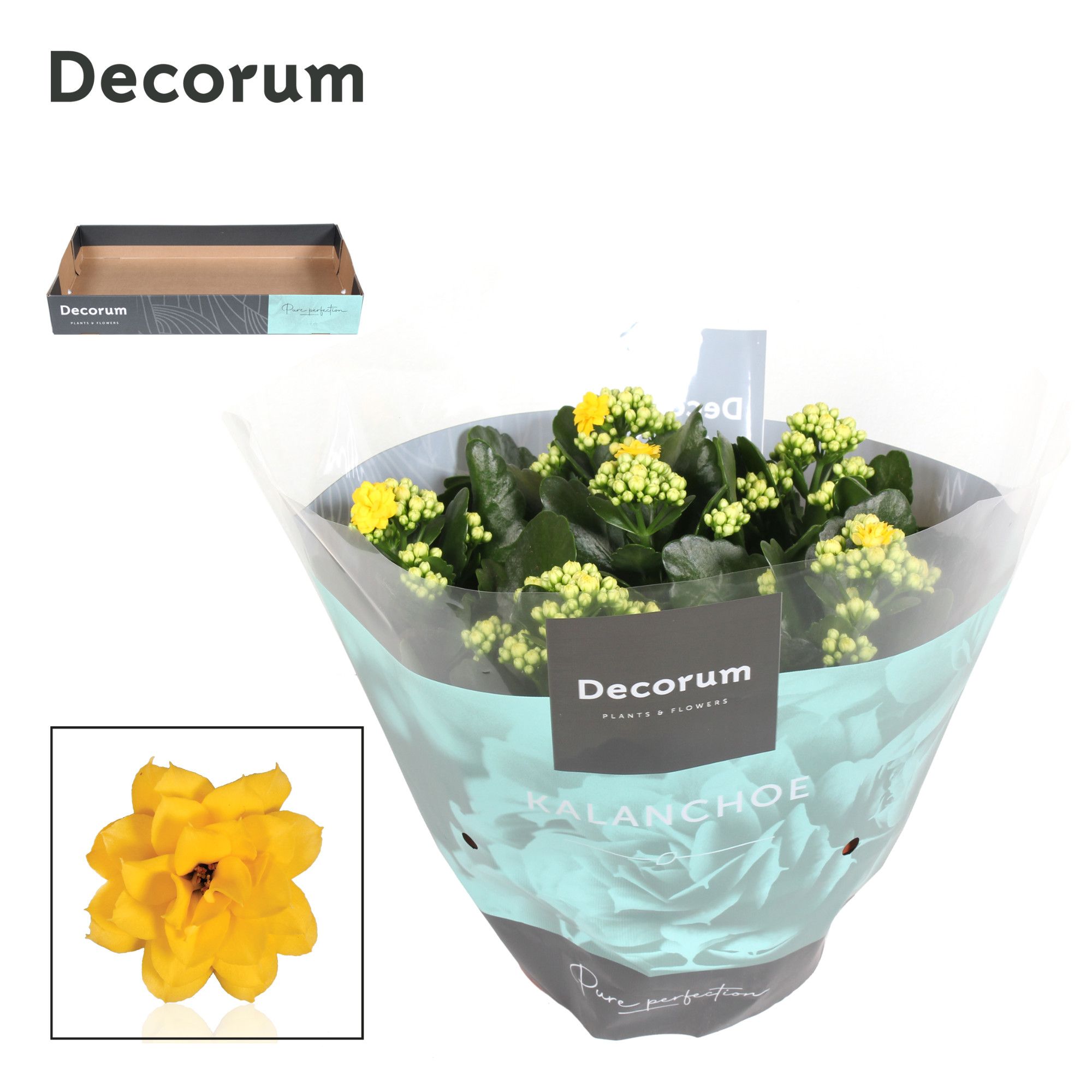 Kalanchoe Decorum - Yellow, D 23