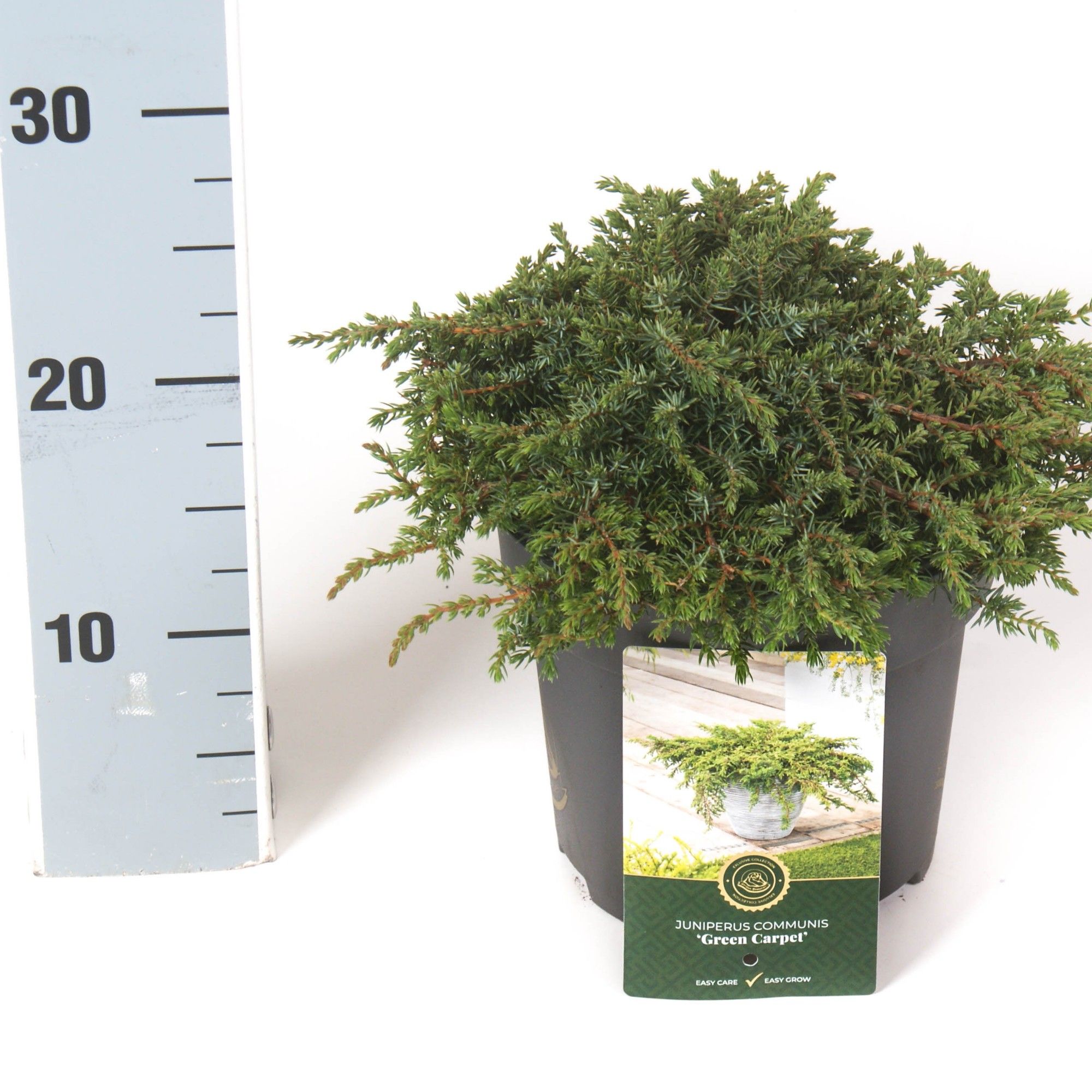 Juniperus c. 'Green Carpet', D 18