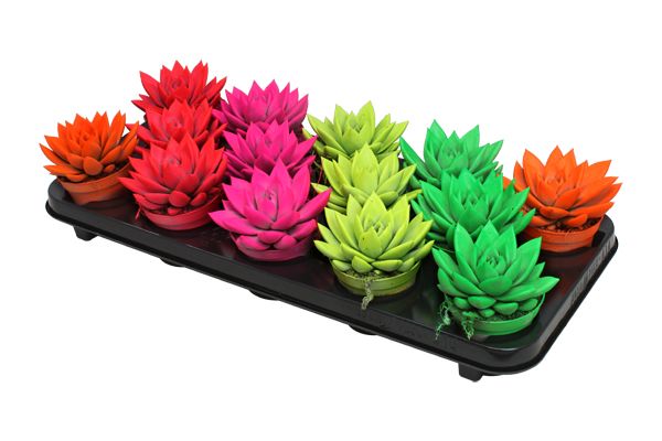 Miranda coloured neon mix, D 8,5