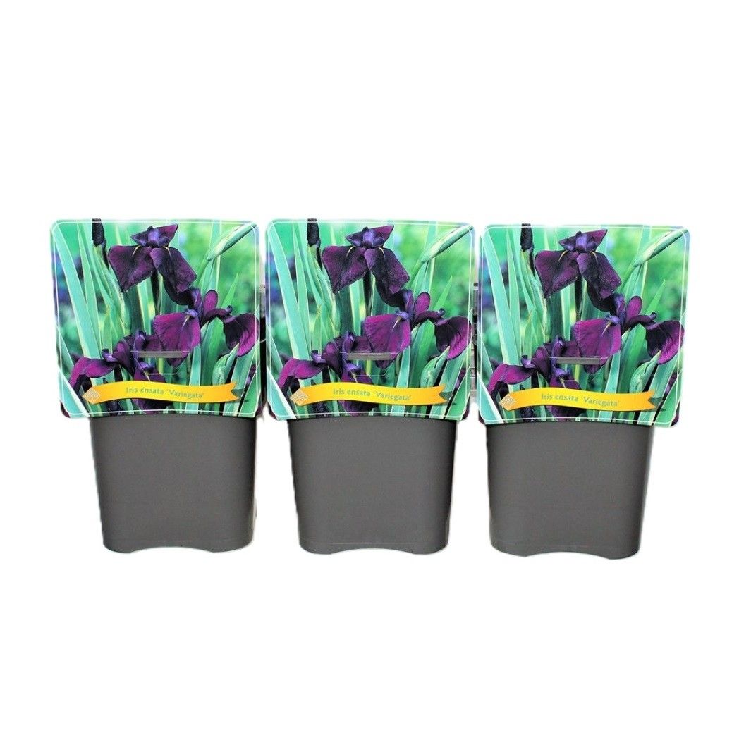 Iris ensata 'Variegata' C5, D 21
