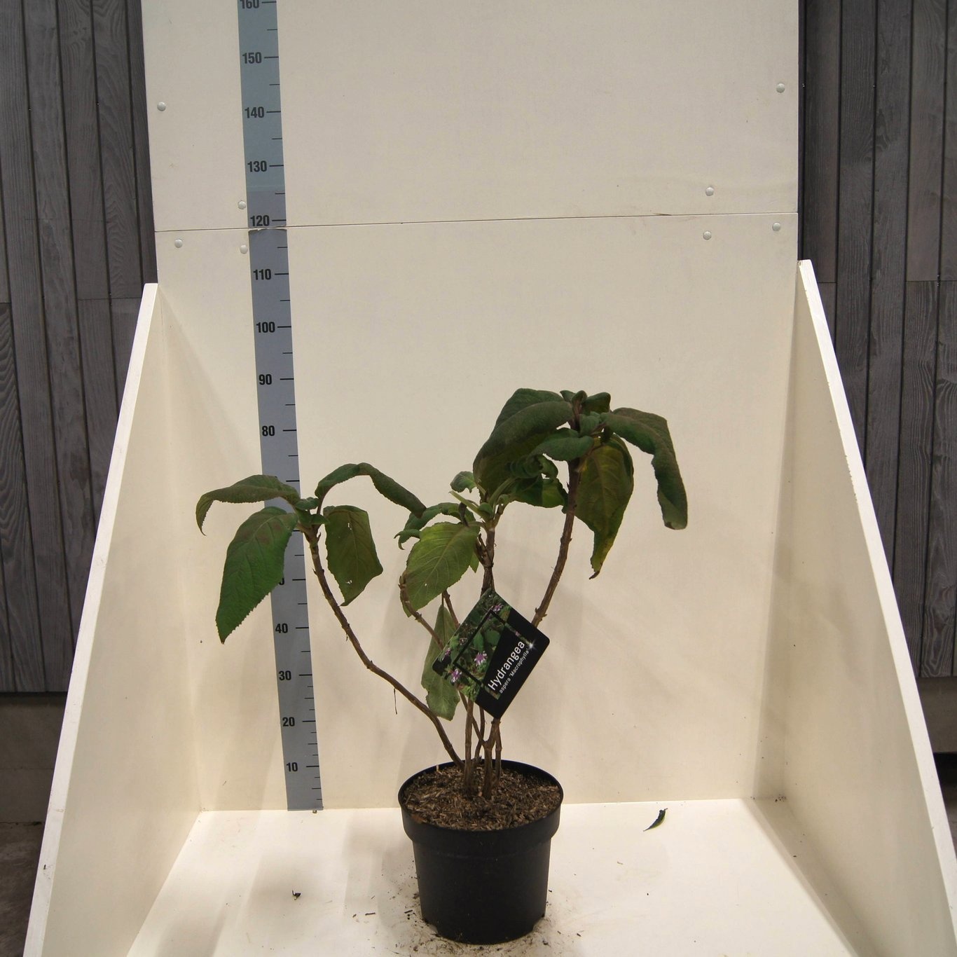 Hydrangea asp. 'Macrophylla', D 28