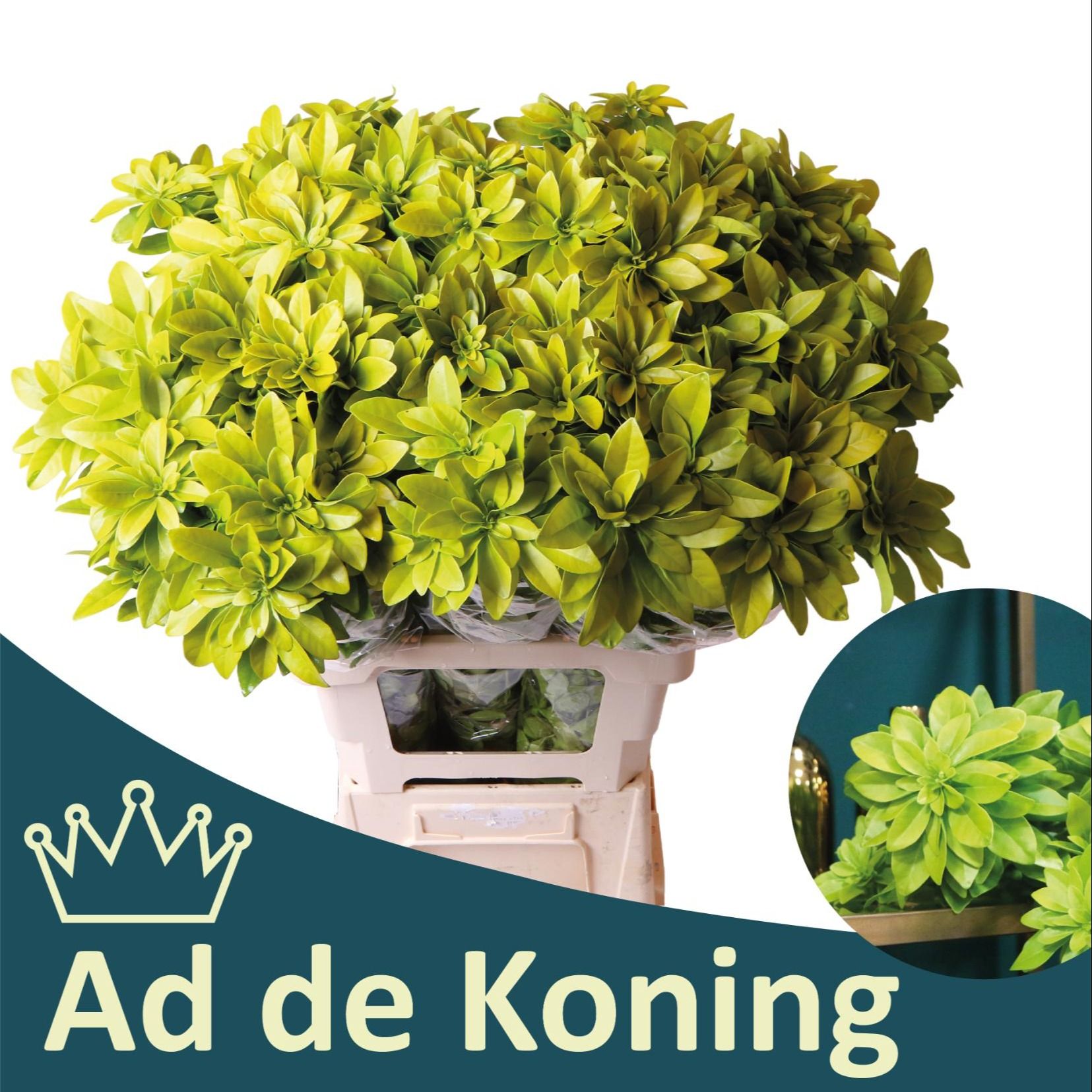 Чозия Лич 65, шт.