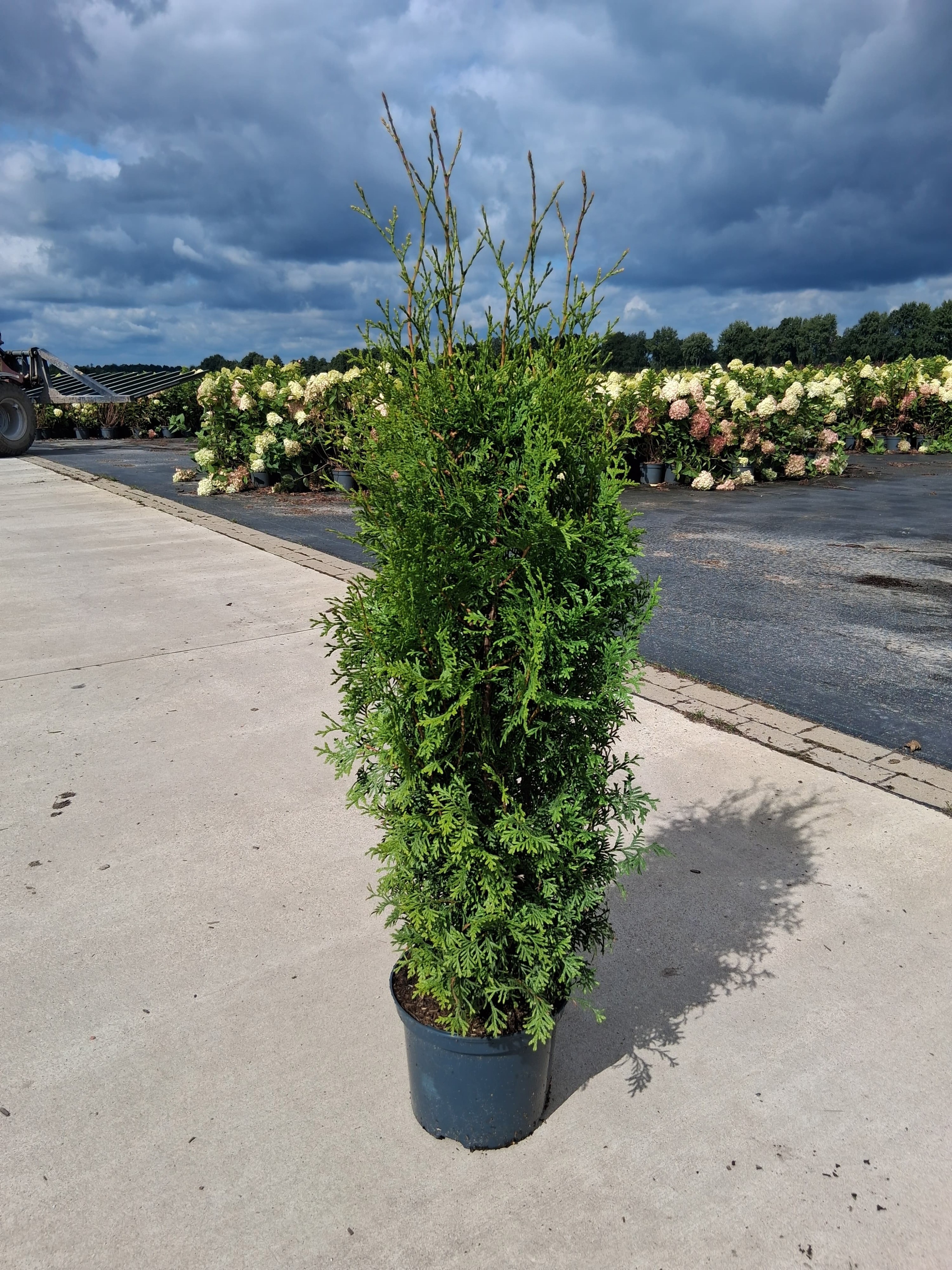 Thuja occ. 'King of Brabant', D 23