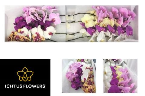 Фалинопсис Микс x8, шт.