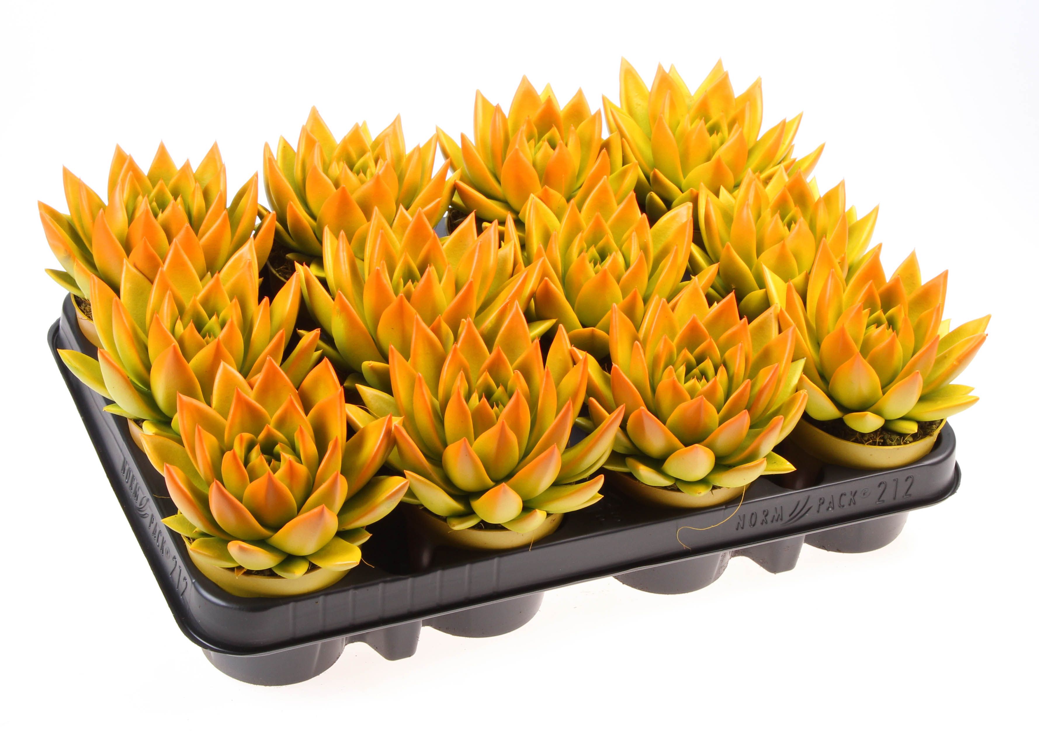 Rainbow bicolor yellow + orange point, D 8,5