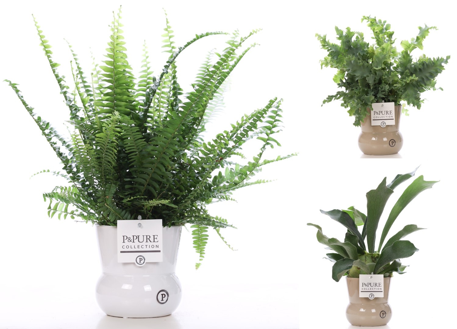 Varens gemengd in P&PURE Plant Vase Maxima ass.2, D 12