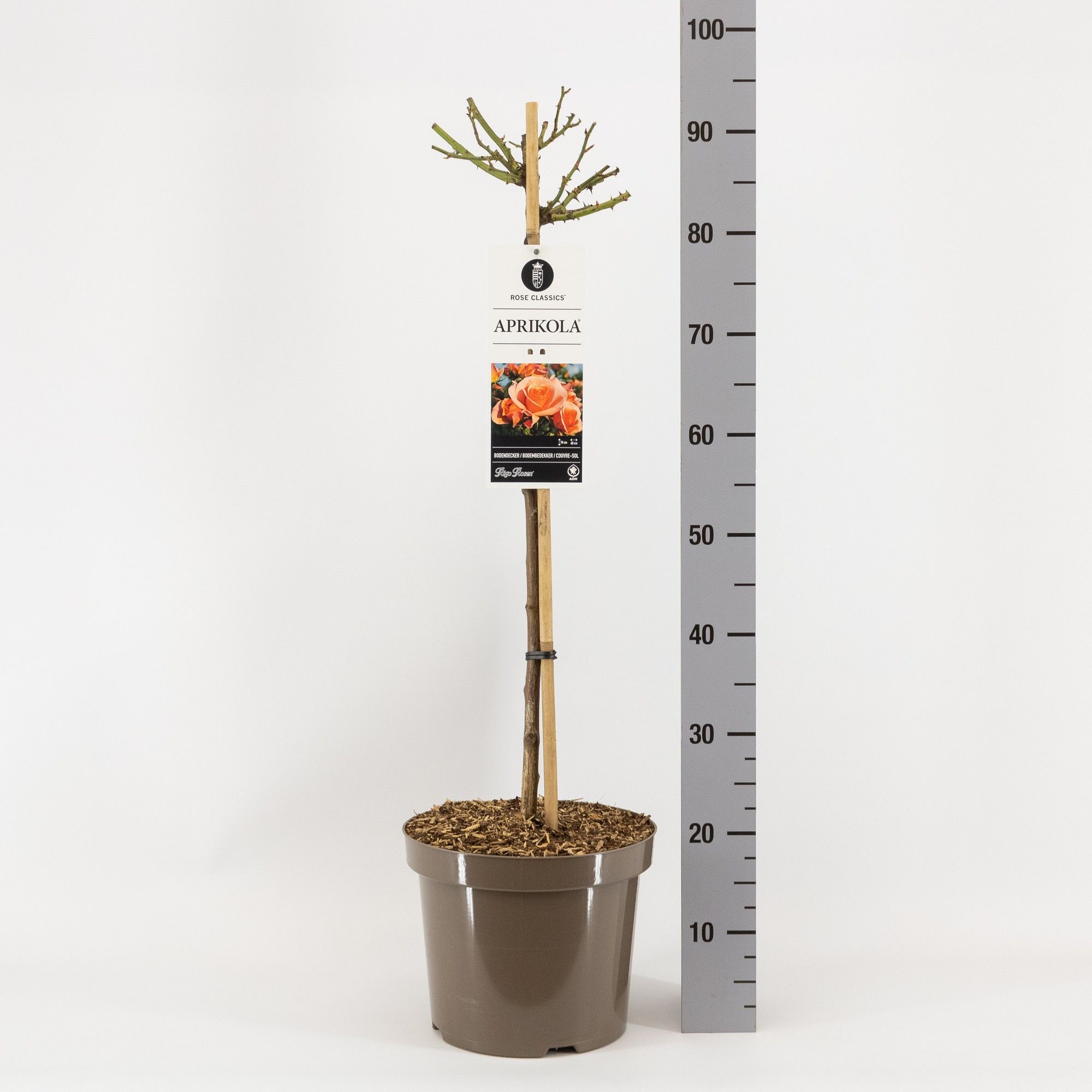 Rosa (P) Aprikola ®, stam 70, C7.5, D 26