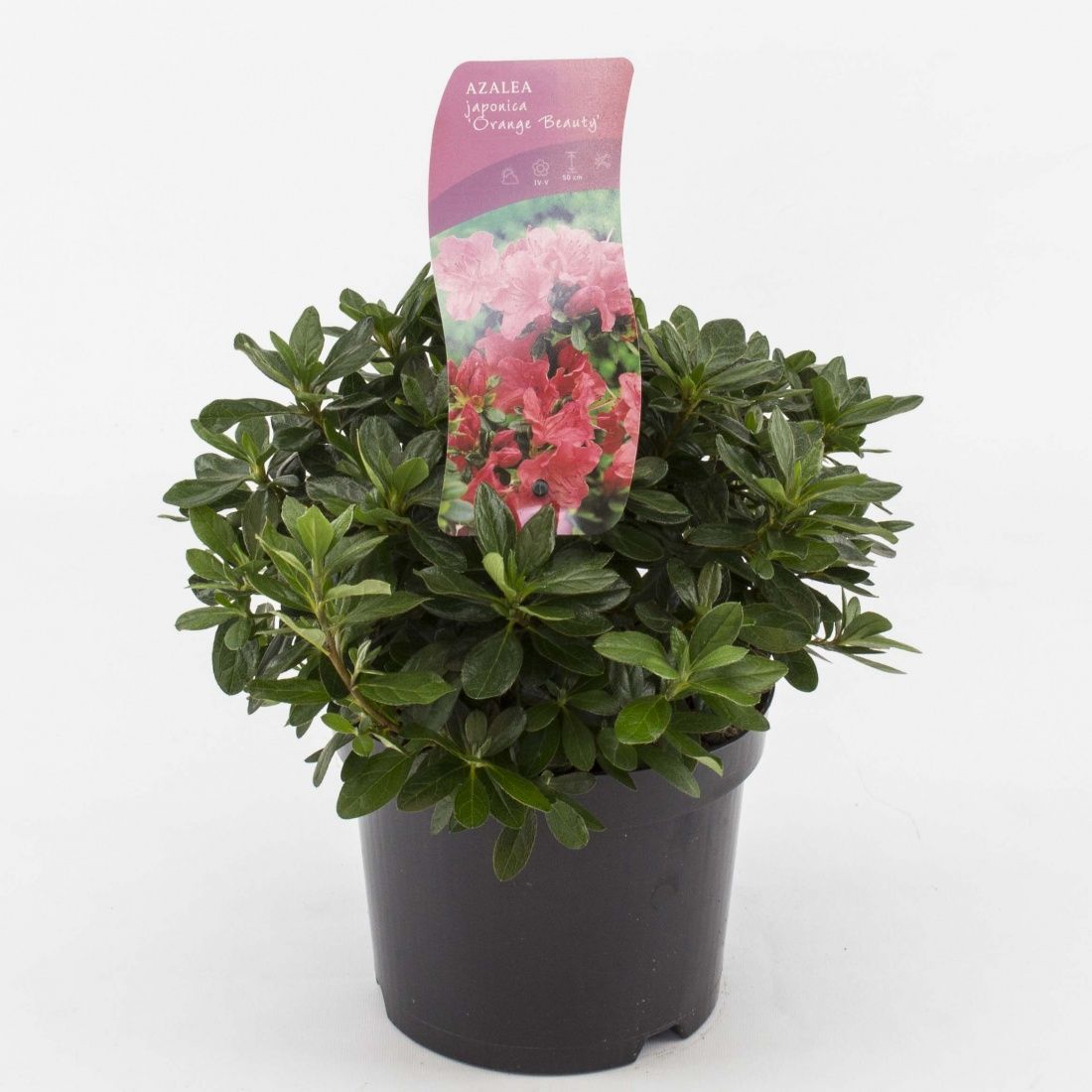 Rhododendron (AJ) Geisha Orange, D 17