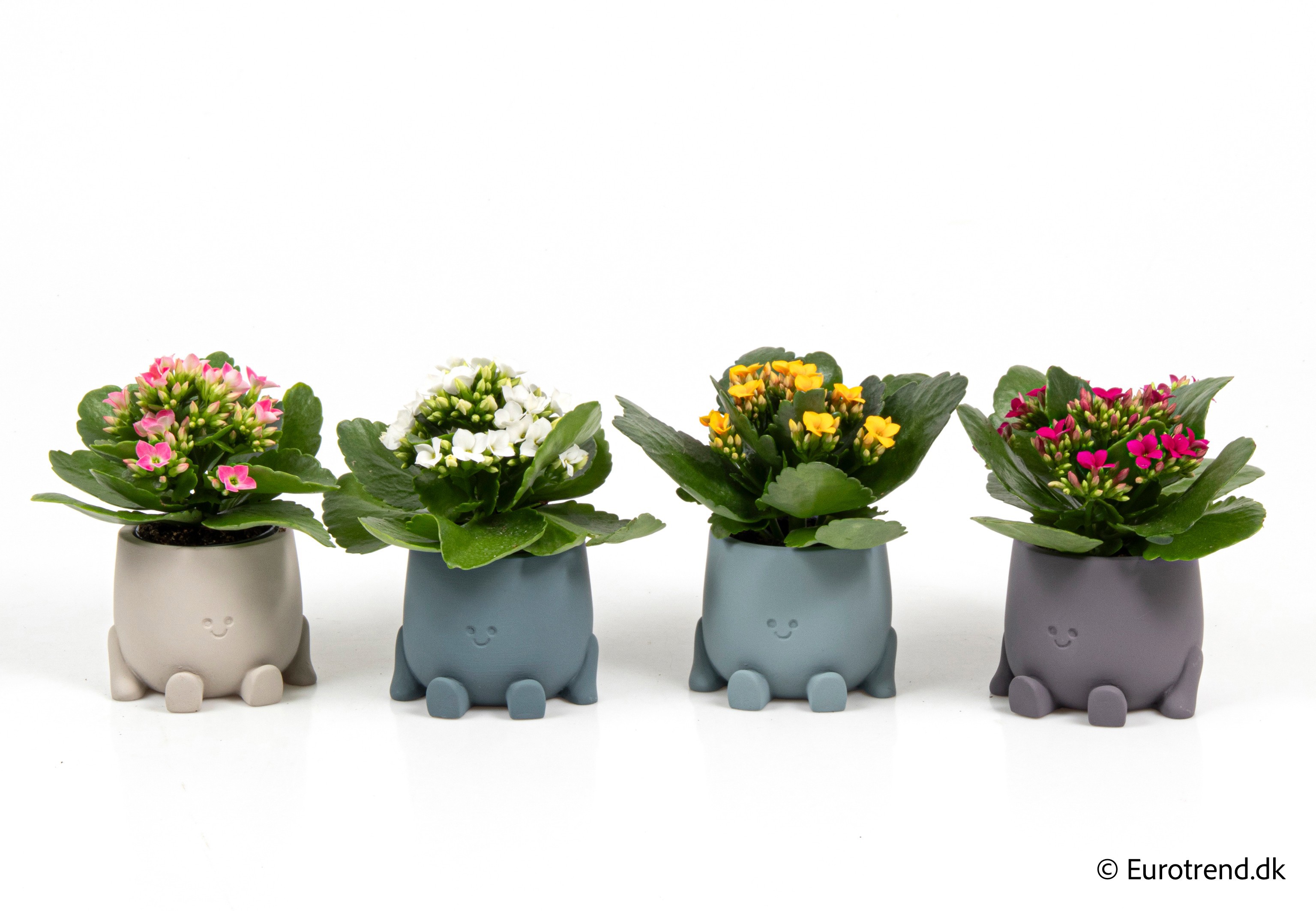 Kalanchoe in New Look ceramic 2026, D 6