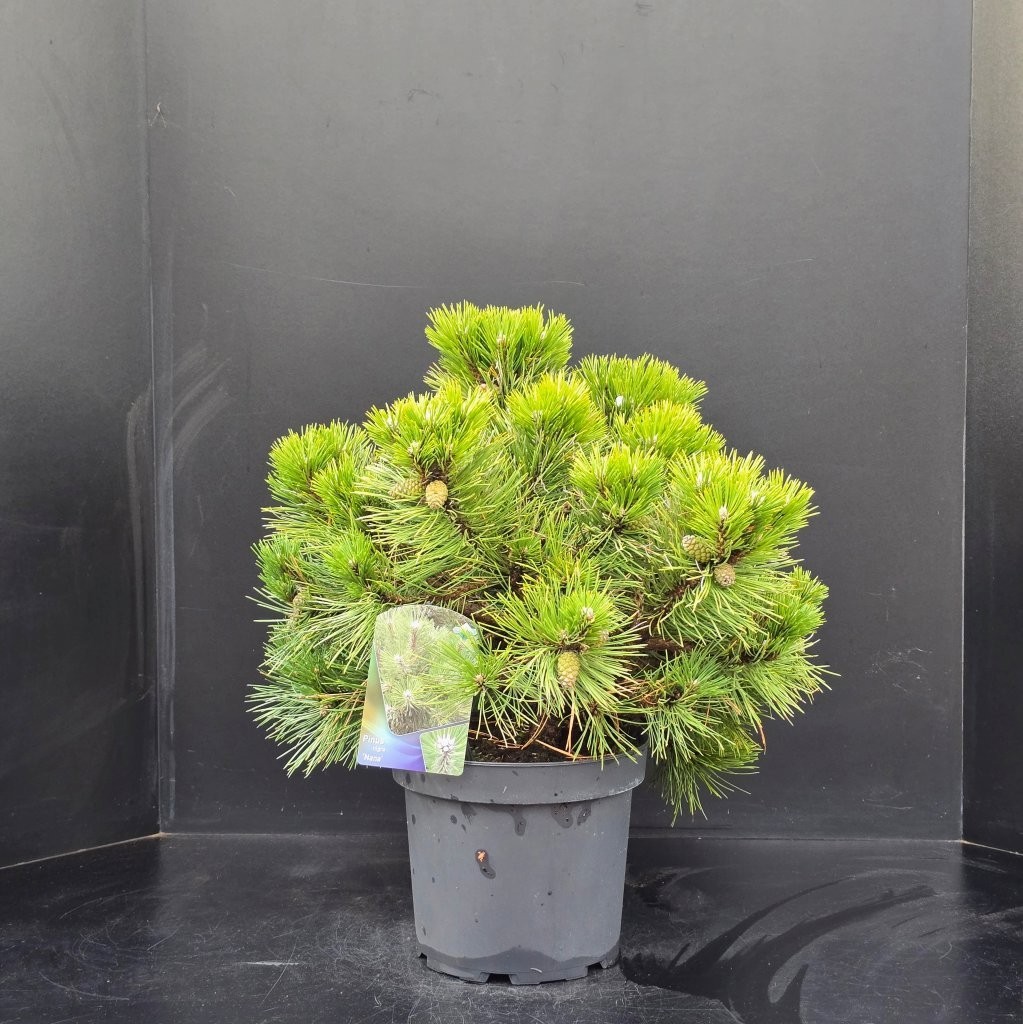 Pinus nigra Nana, D 26