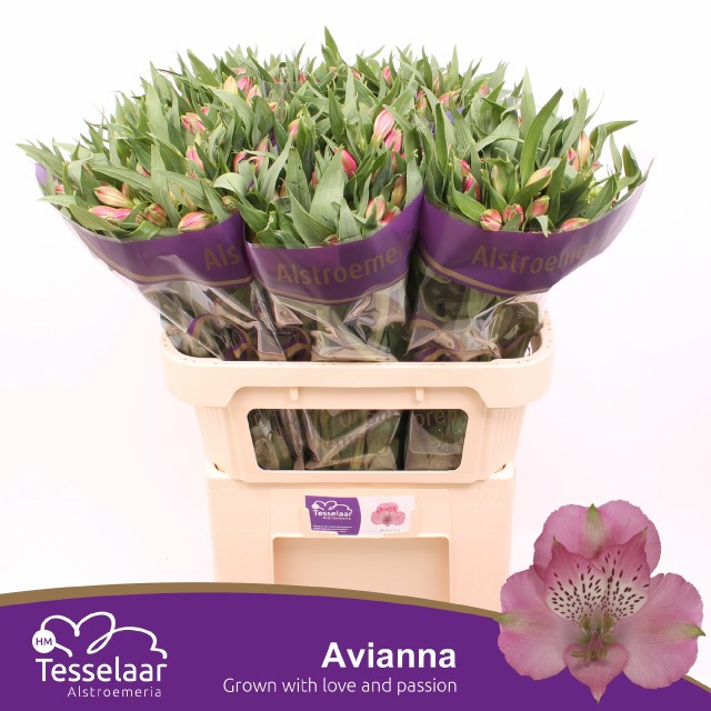 Альстромерия Авианна (светло-роз.), шт.