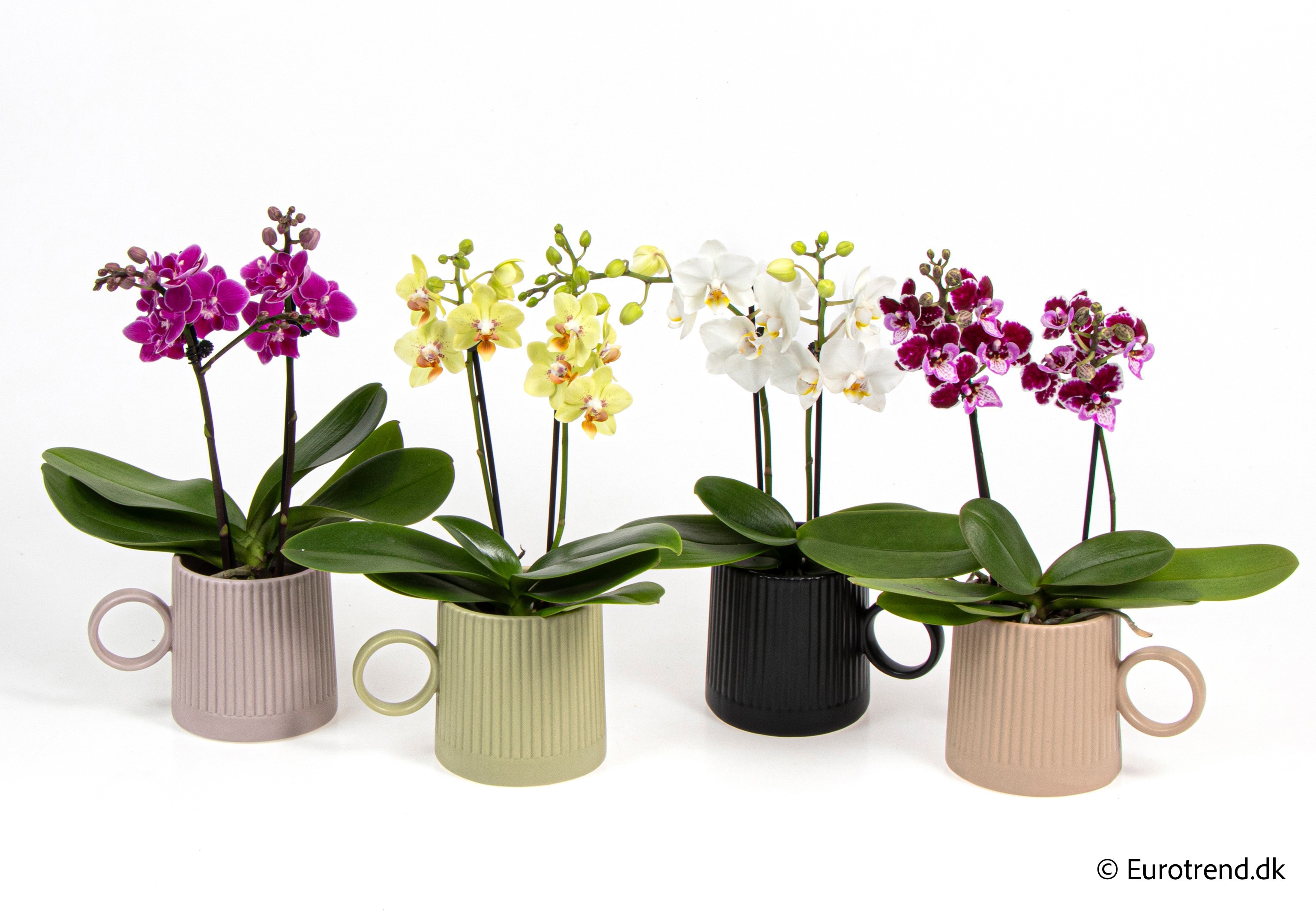 Phalaenopsis in New Look ceramic 2026, D 9