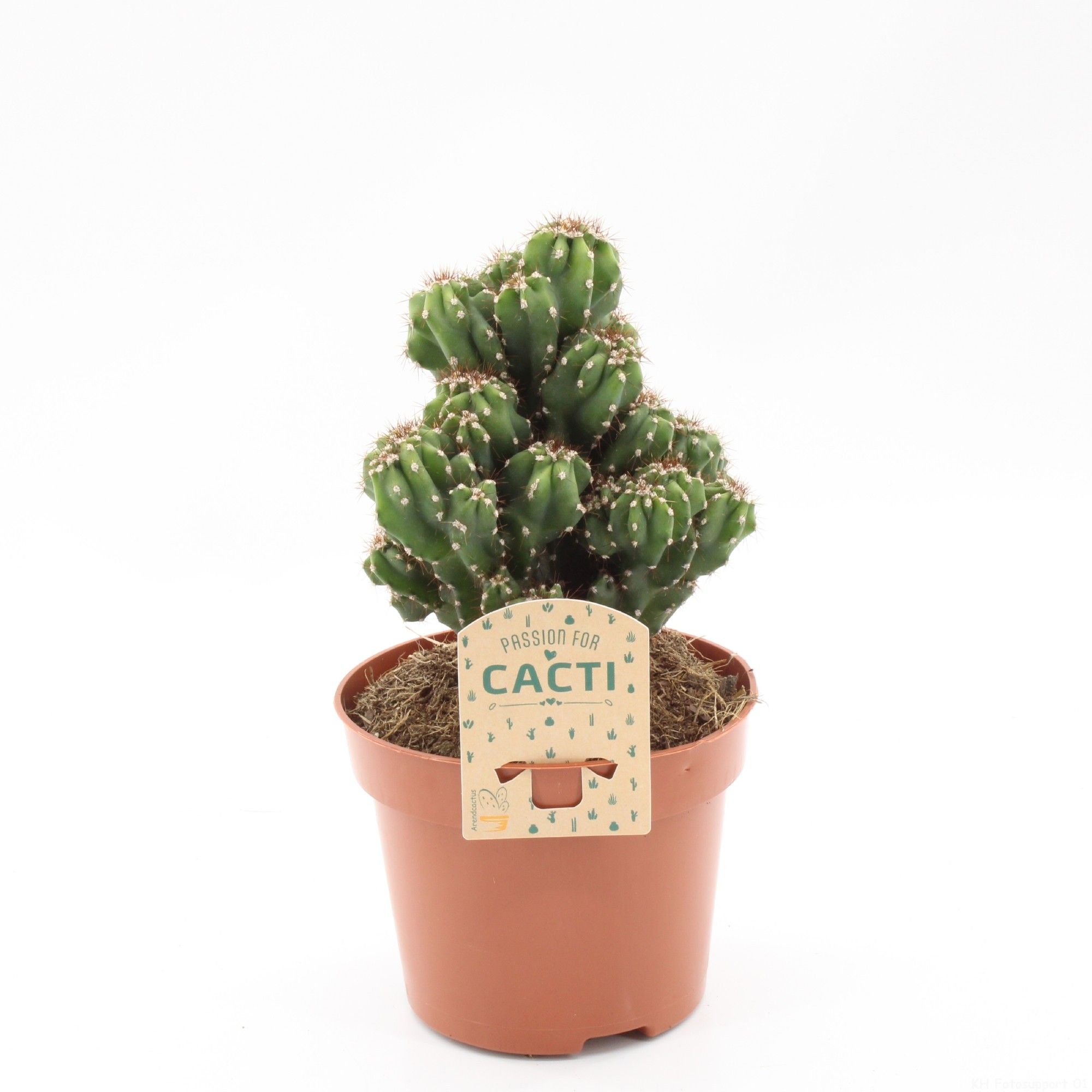 Cereus repandus blauw, D 12