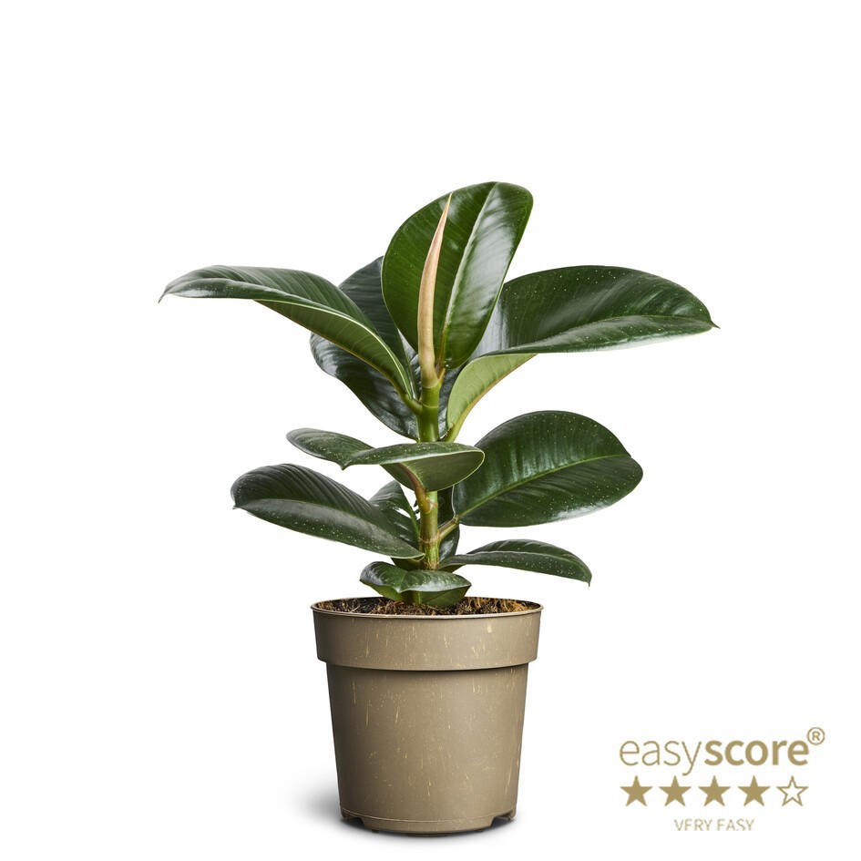 FICUS ELASTICA 'SOFIA ', D 11