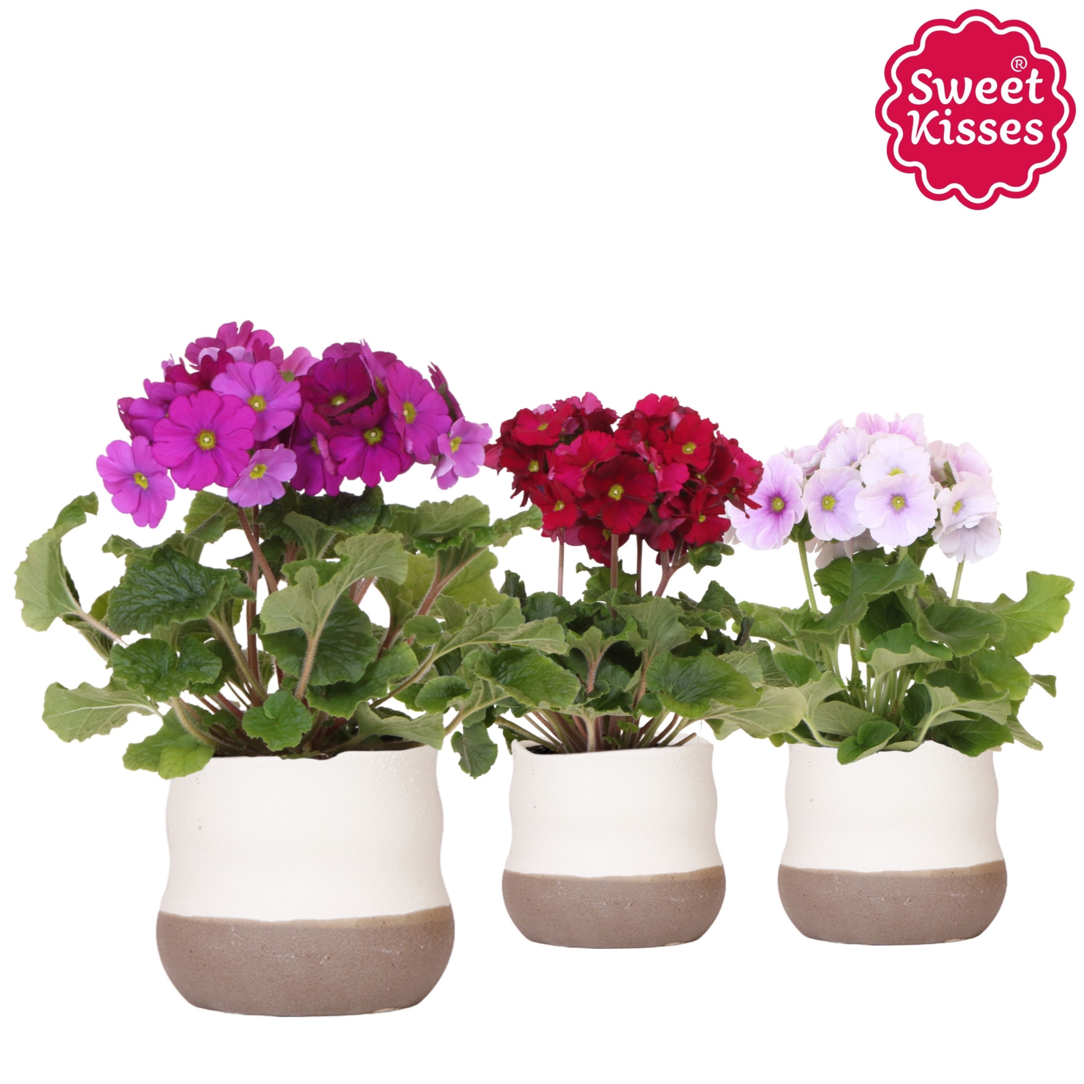 Primula Obconica Sweet Kisses mix in Imperfect Bag pot, D 12