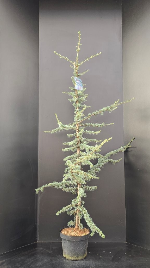 Cedrus libani Glauca P29, D 29