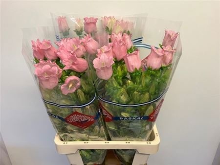 Кампанула Чемпион Пинк 70, шт.