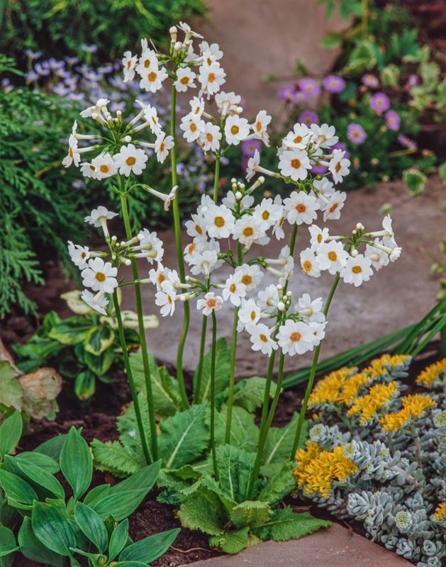 Primula japonica Alba, D 9