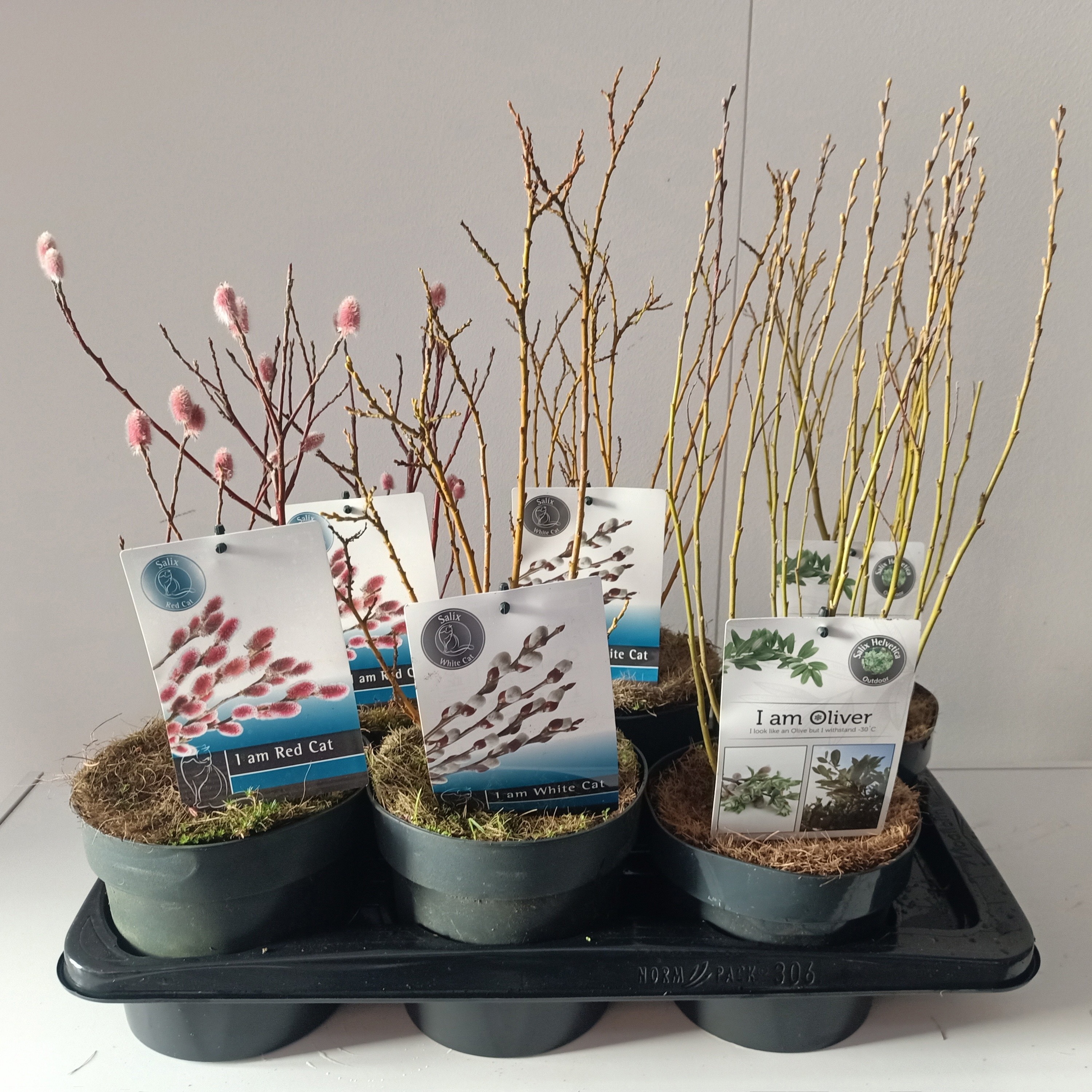 Salix mix bush p17 concept, D 17