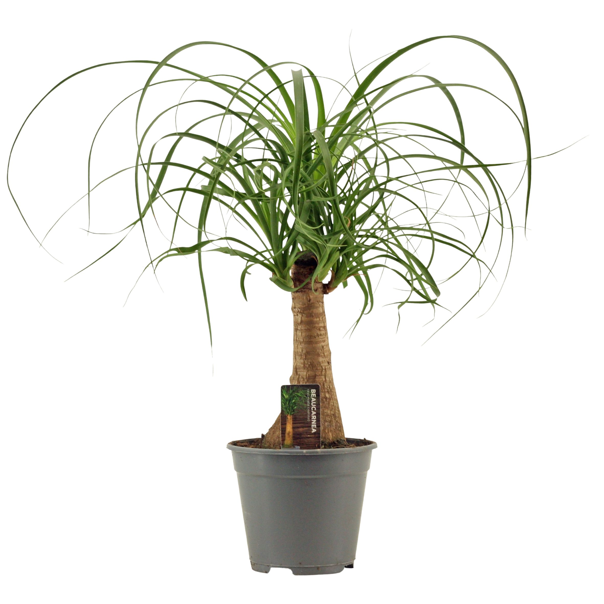 Beaucarnea Recht 14 cm, D 14