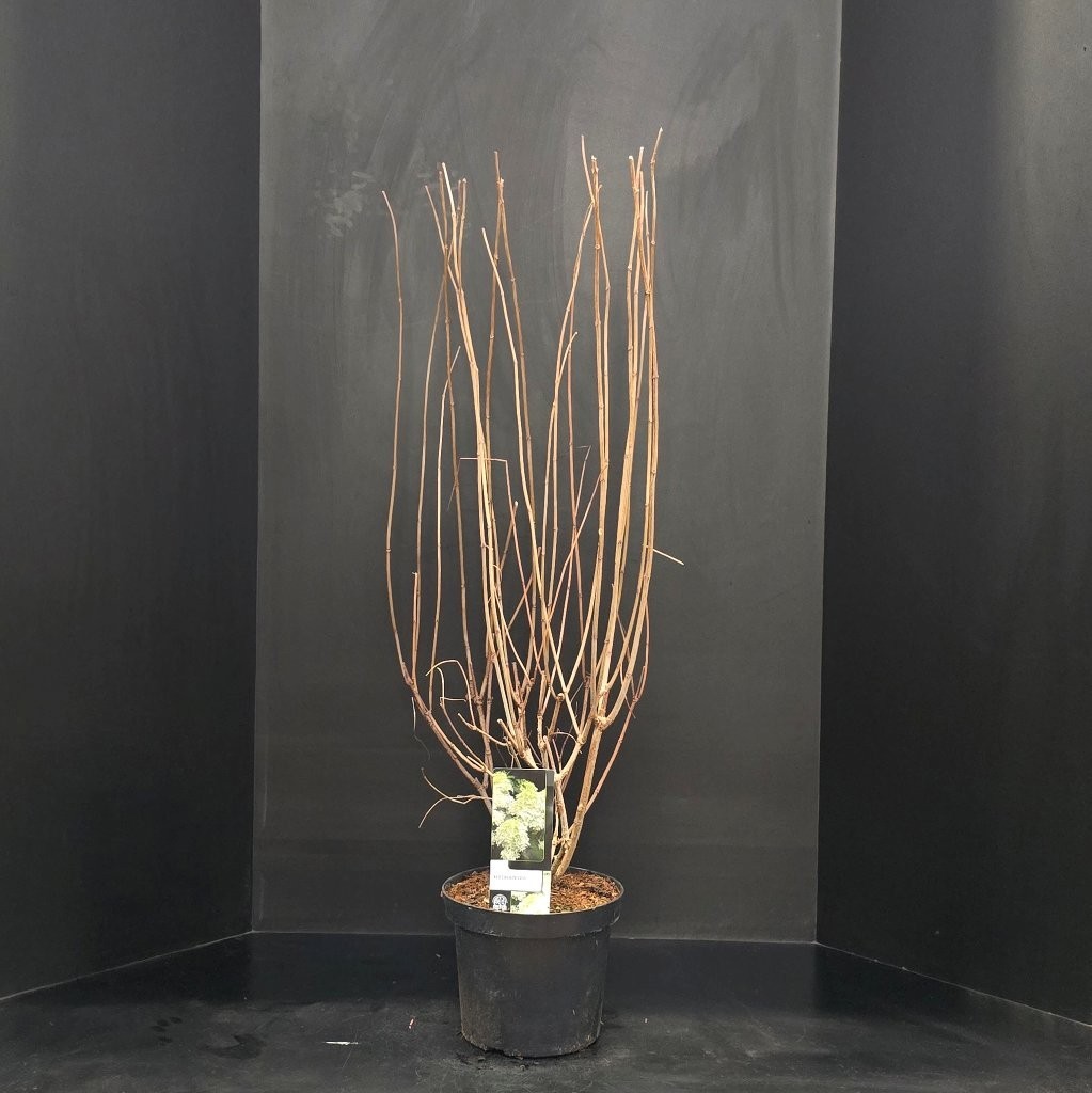 Hydrangea paniculata Phantom, D 26