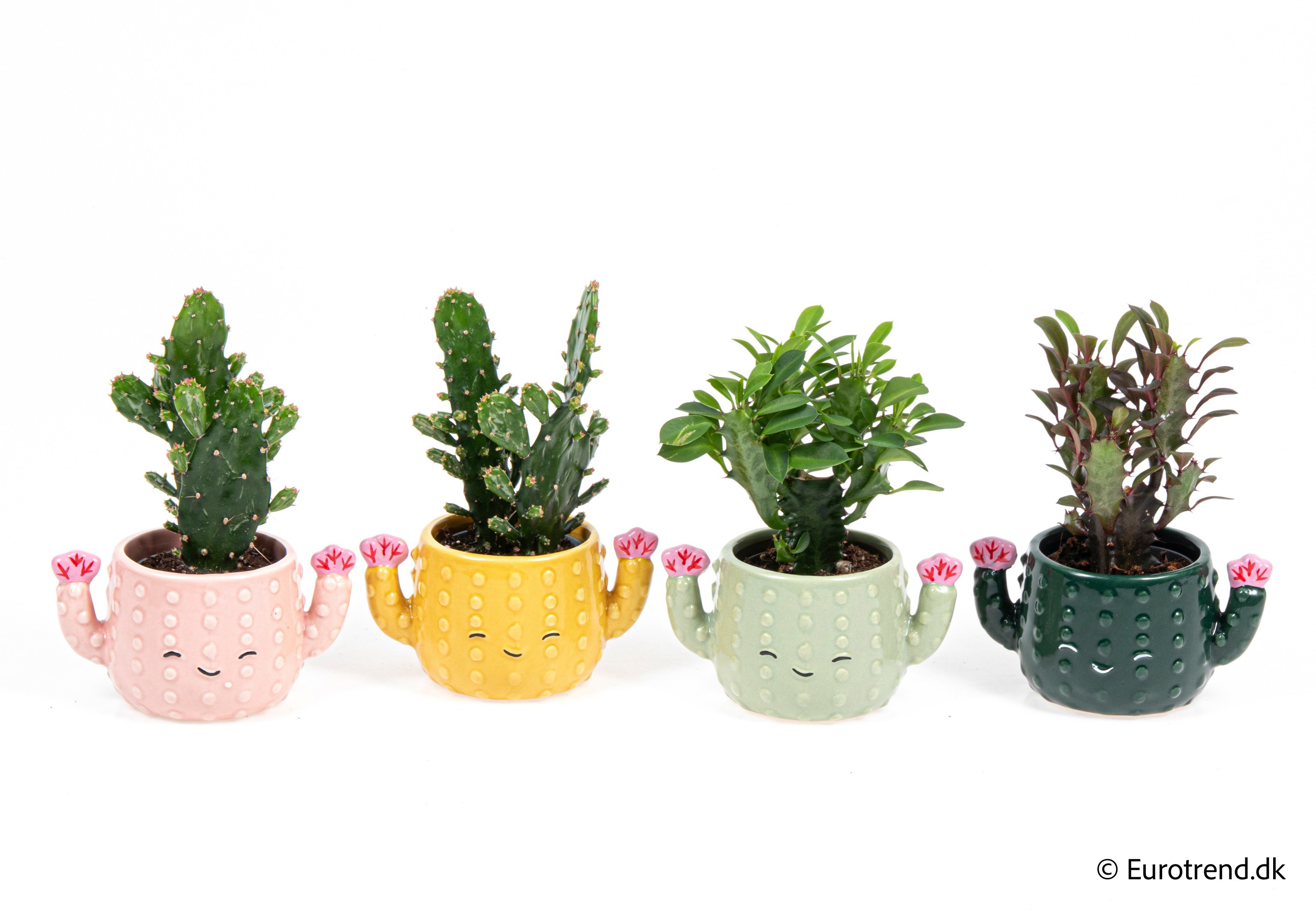 Cactus mix in New Look ceramic 2026, D 6