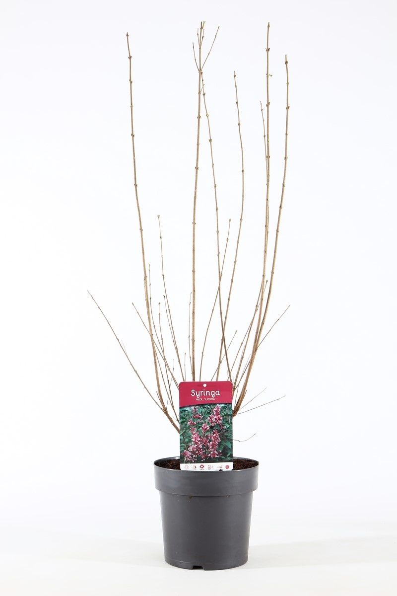 Syringa mic. 'Superba' P21/C4.6, D 21