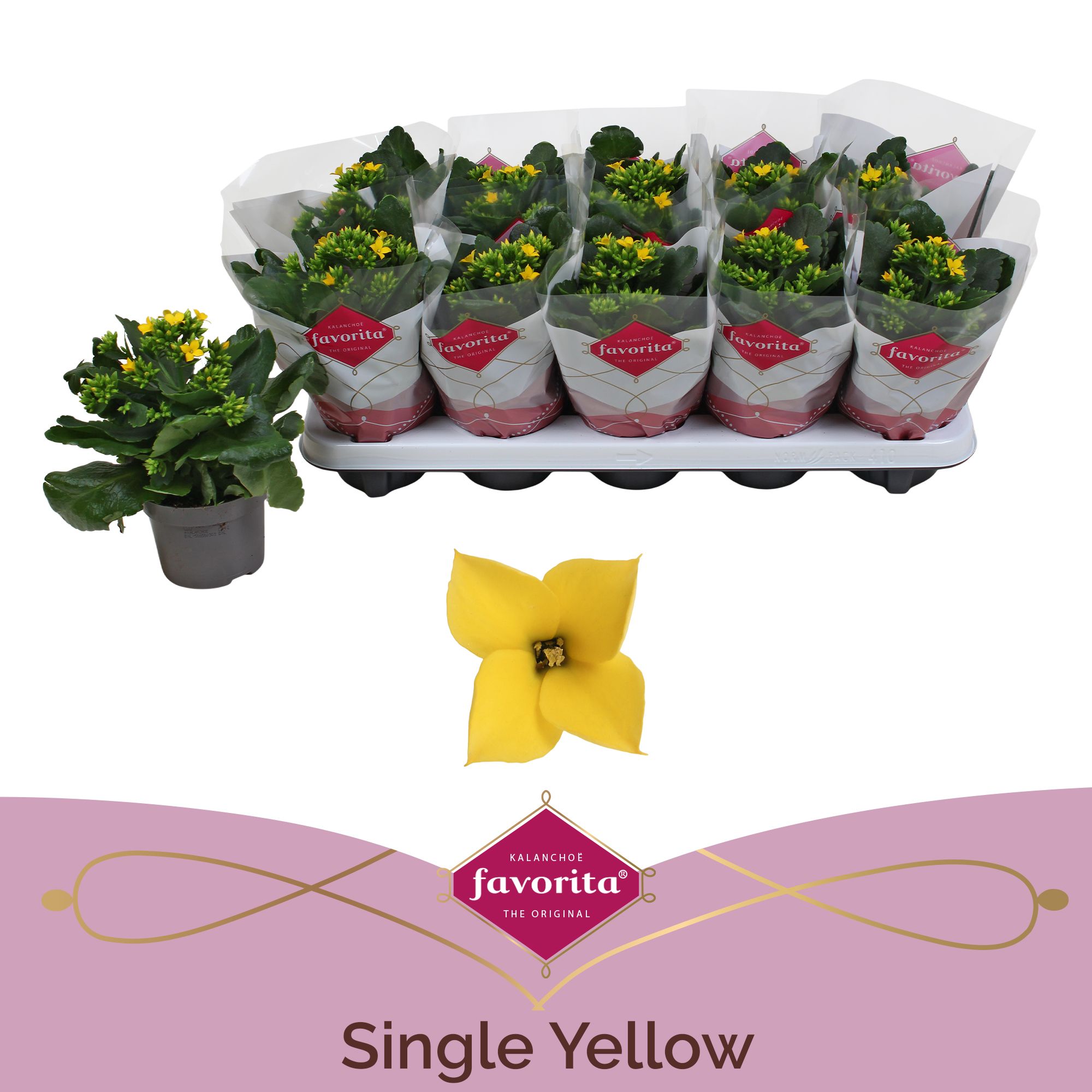 Kalanchoe favorita yellow stadium 1, D 10,5