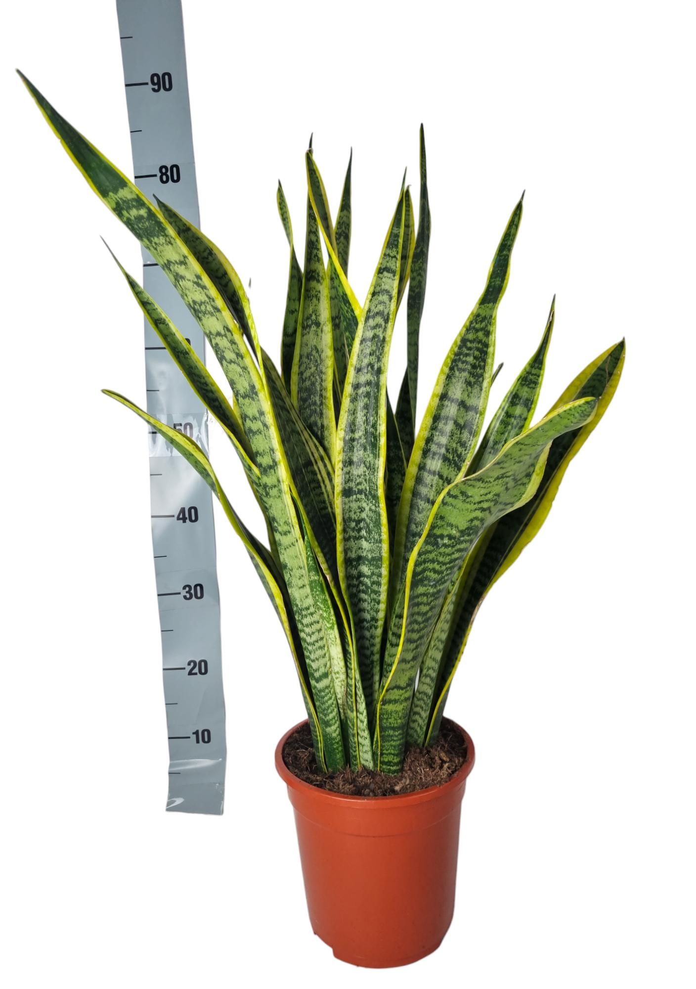 Sansevieria Laurentii 21 cm, D 21